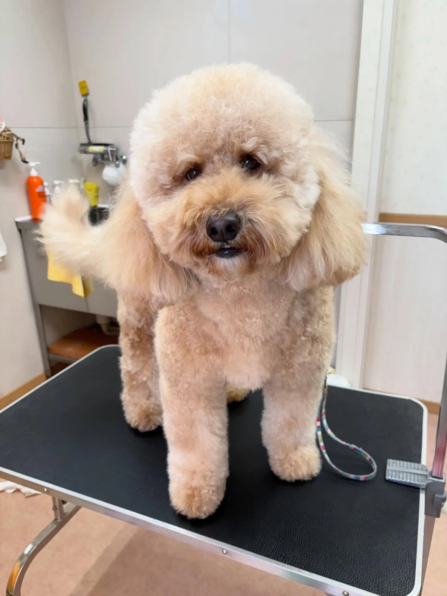 犬のシャンプー🫧