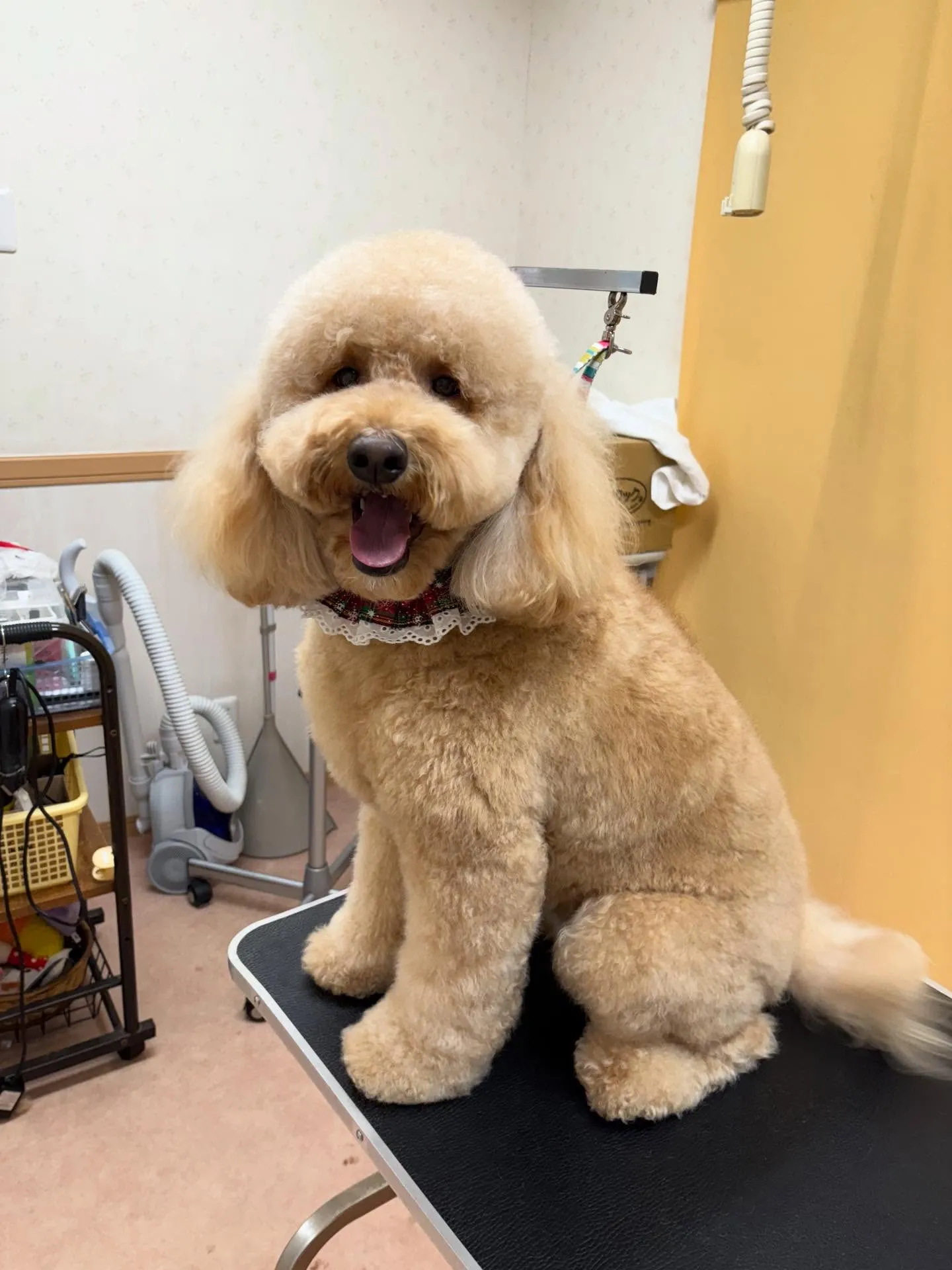 犬のシャンプー🫧