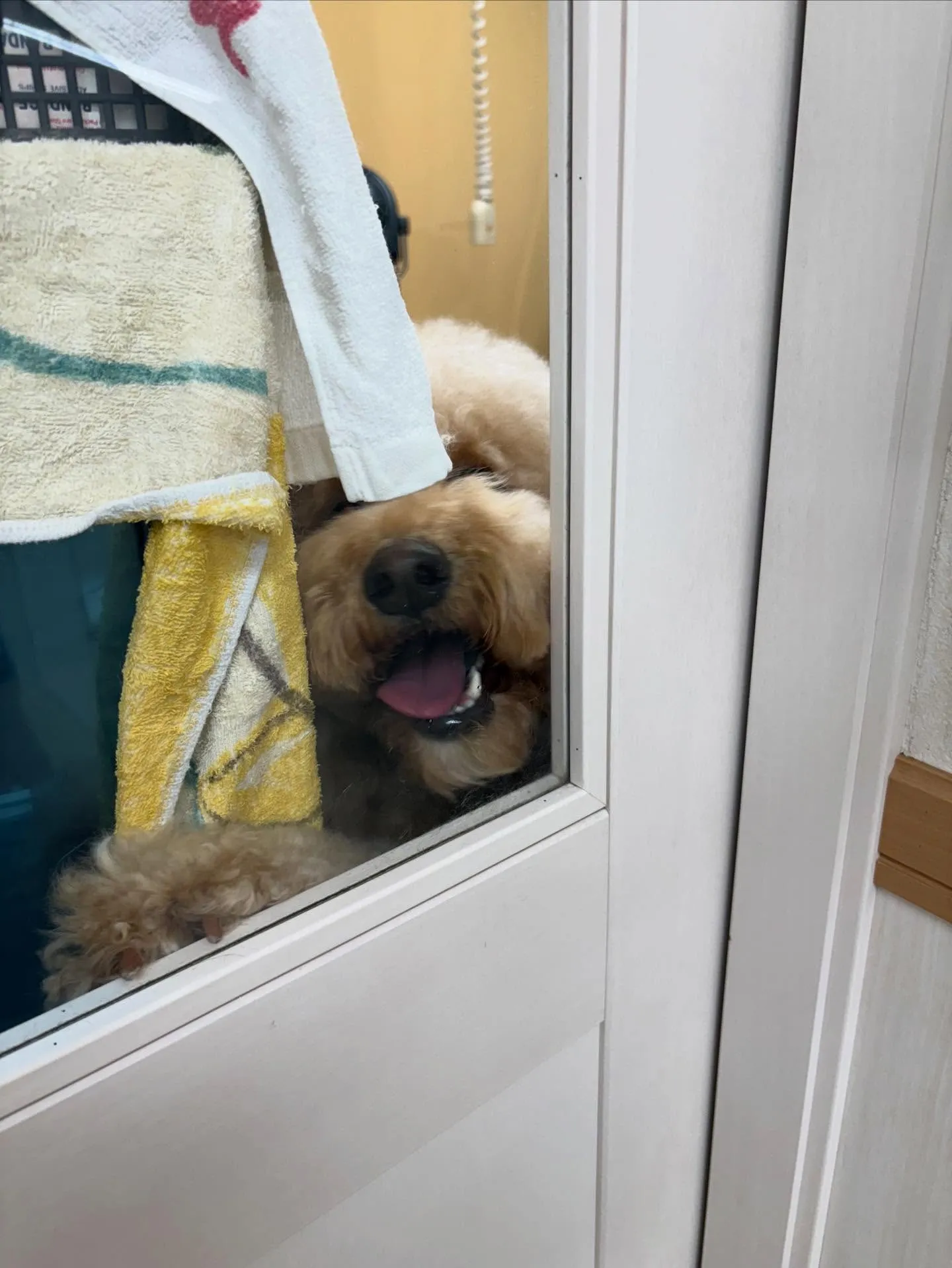 犬のシャンプー🫧