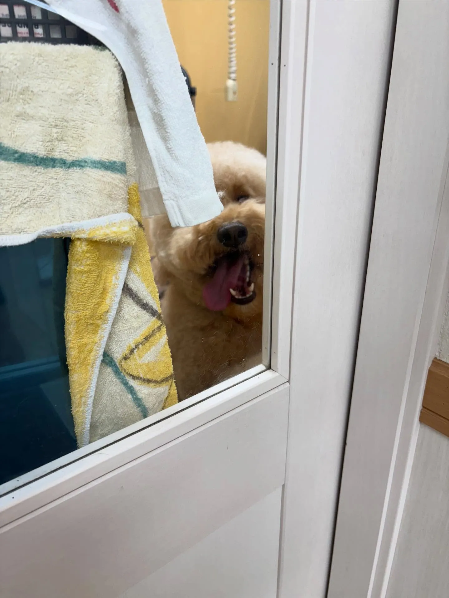 犬のシャンプー🫧