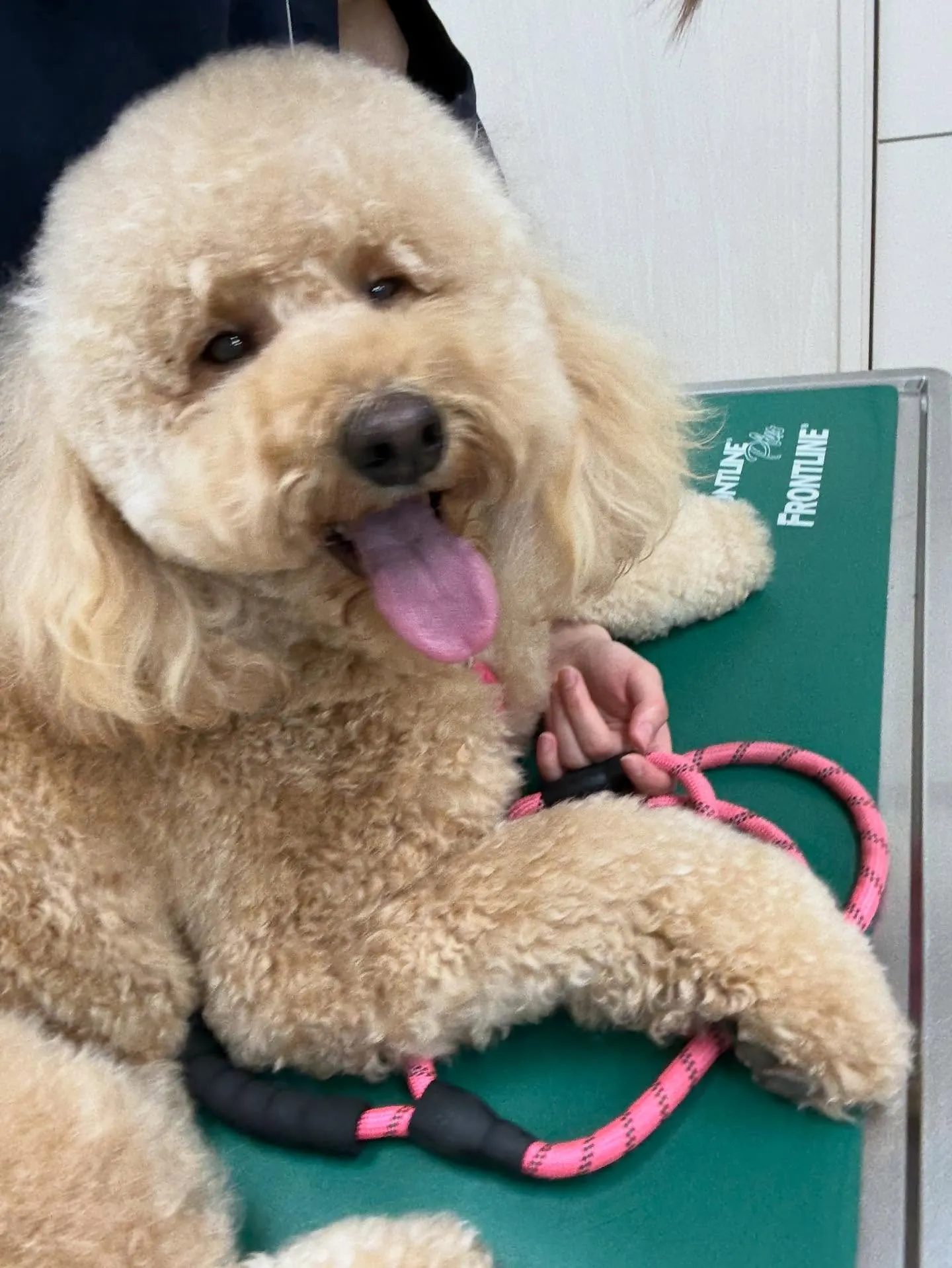 犬のシャンプー🫧