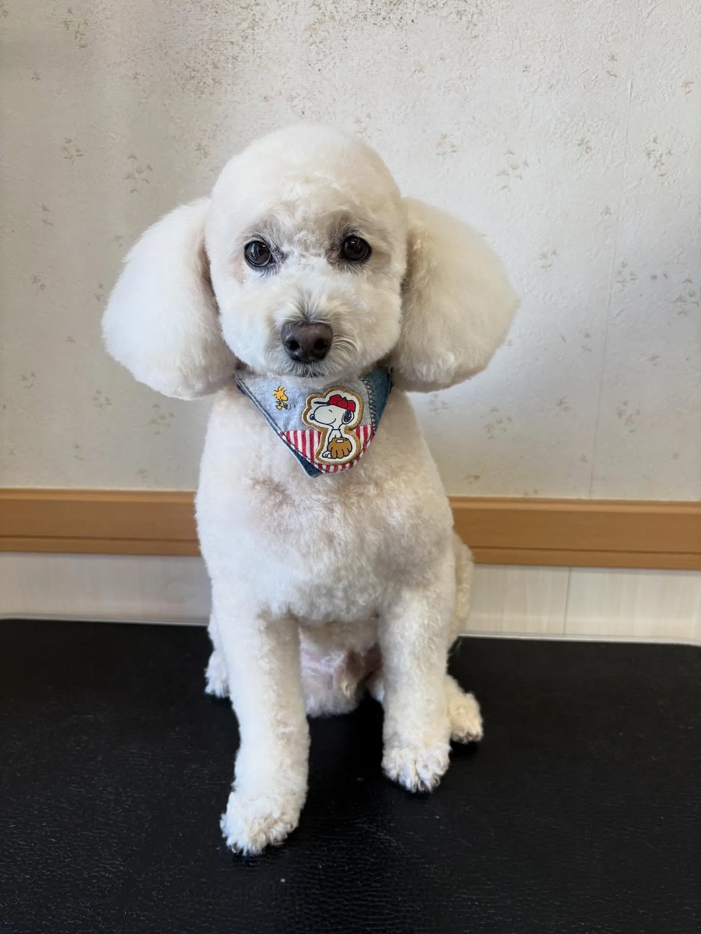 犬のトリミング✂️