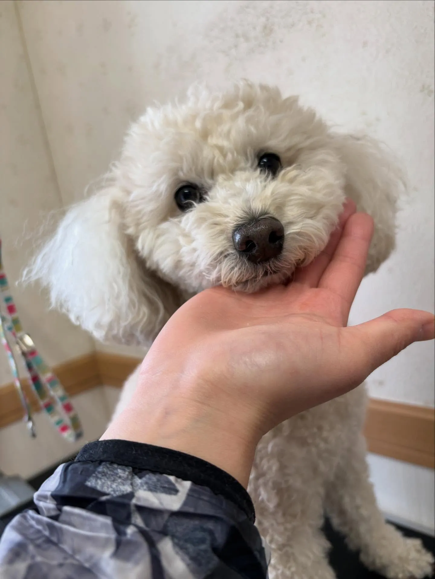 犬のトリミング✂️