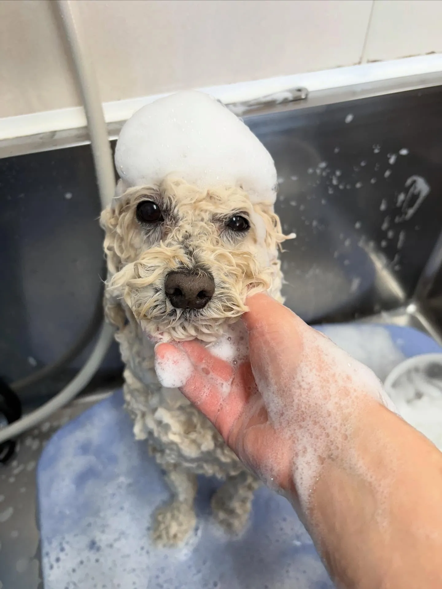 犬のトリミング✂️