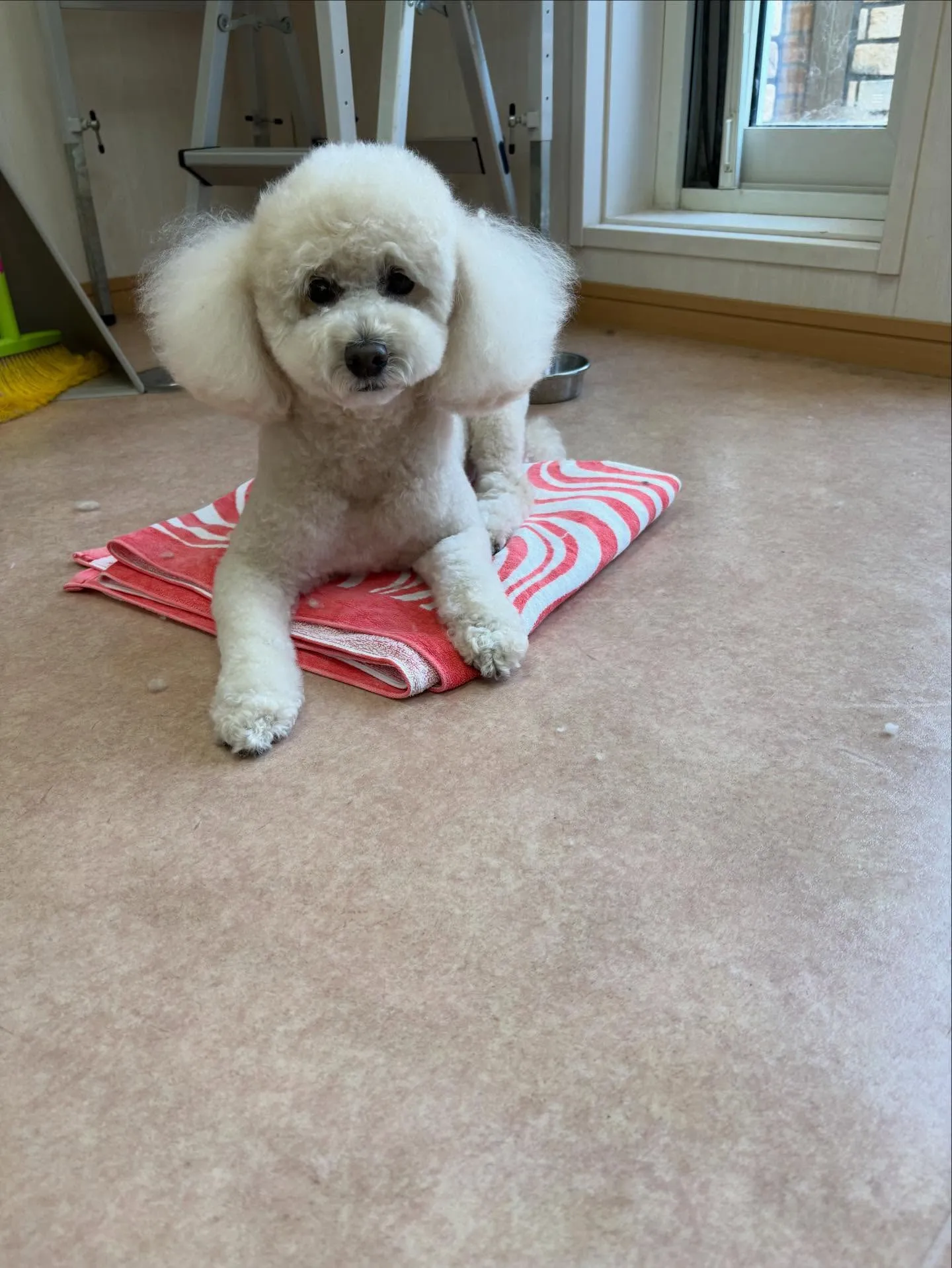 犬のトリミング✂️