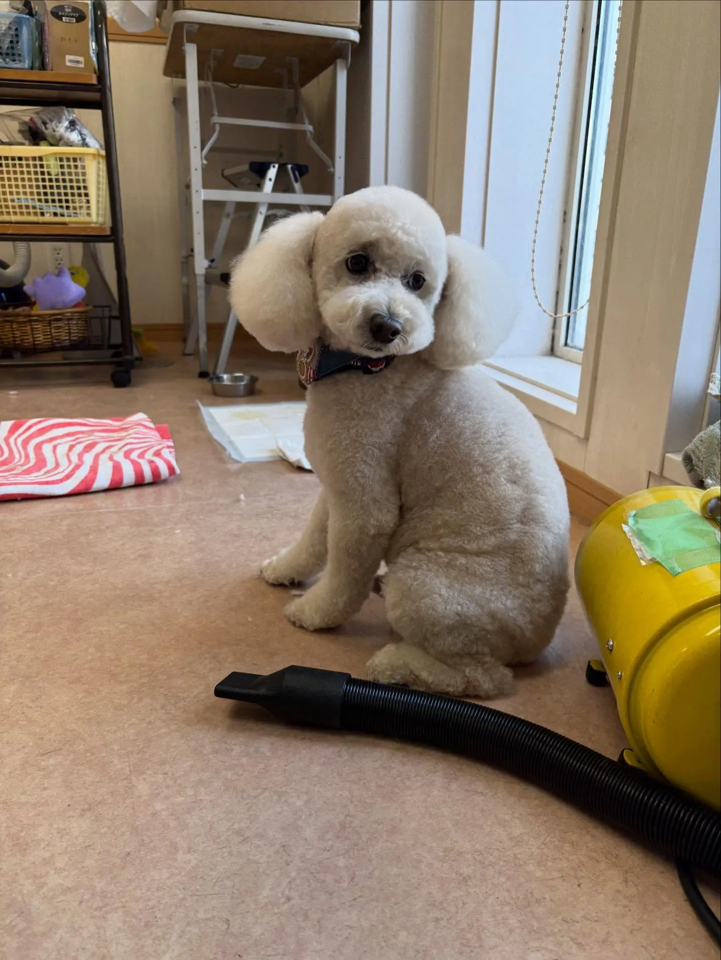 犬のトリミング✂️