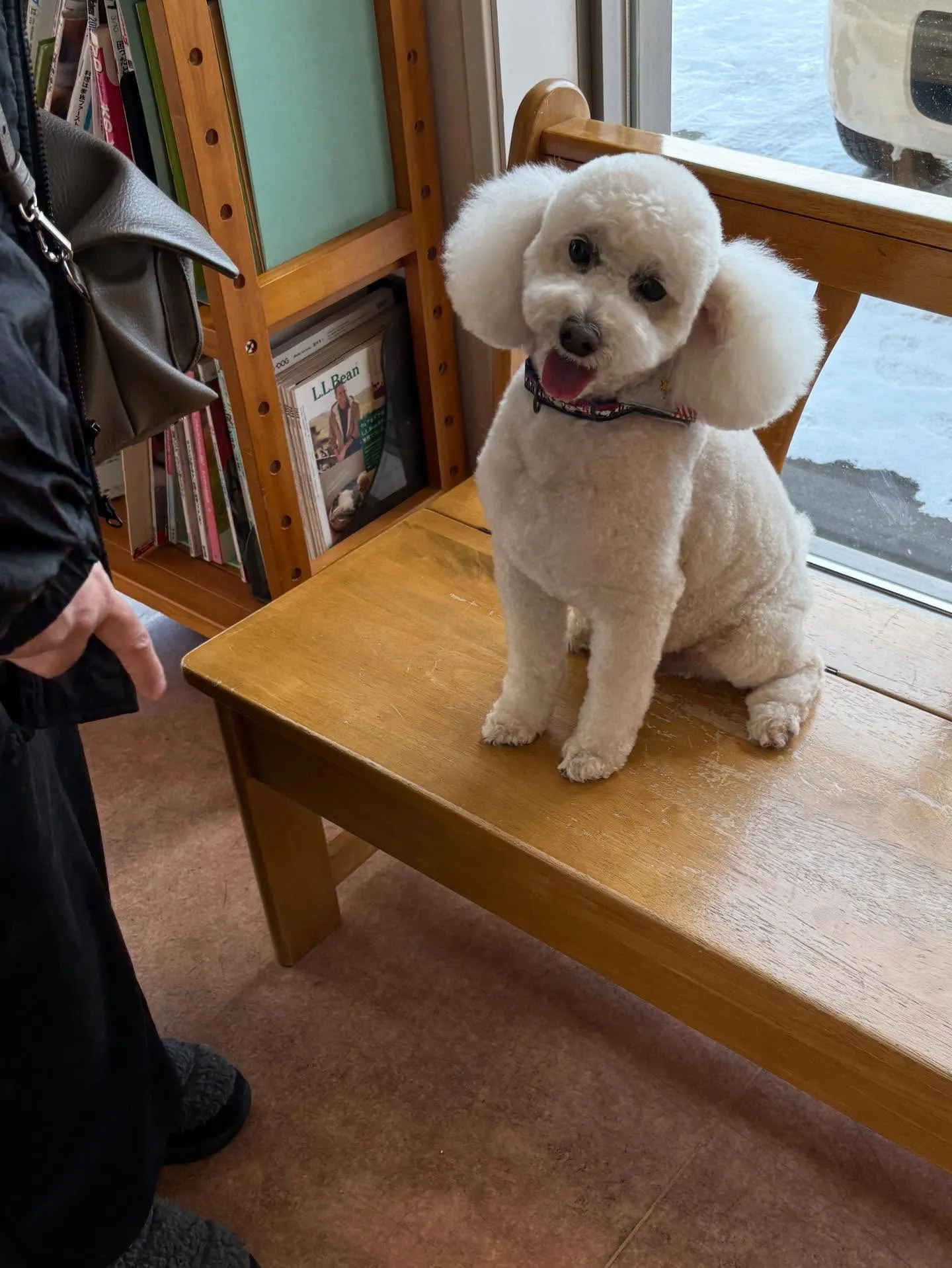 犬のトリミング✂️