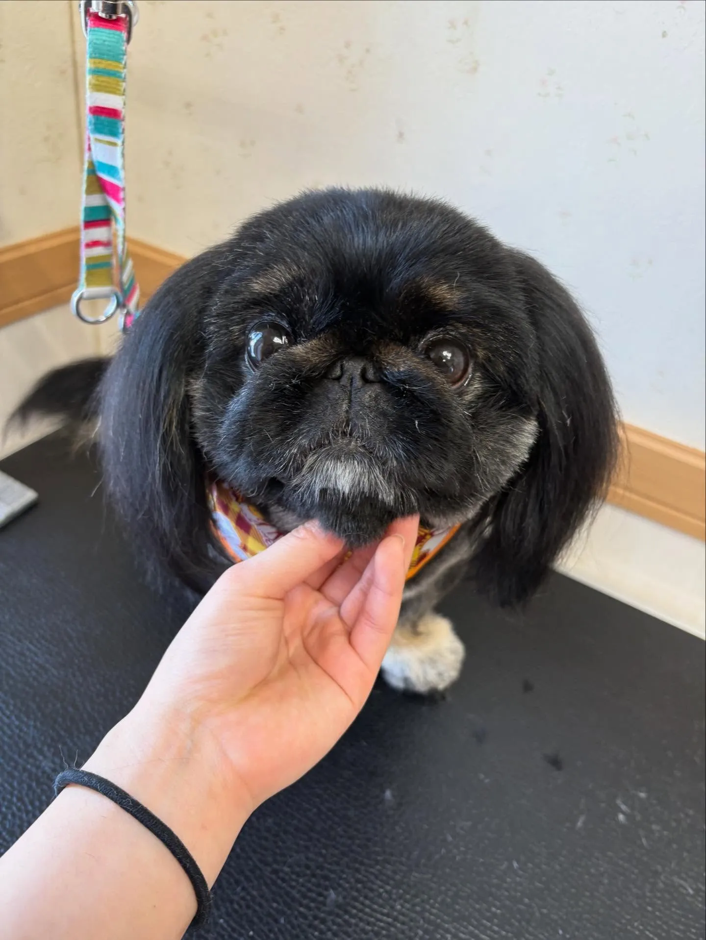 犬のトリミング✂️