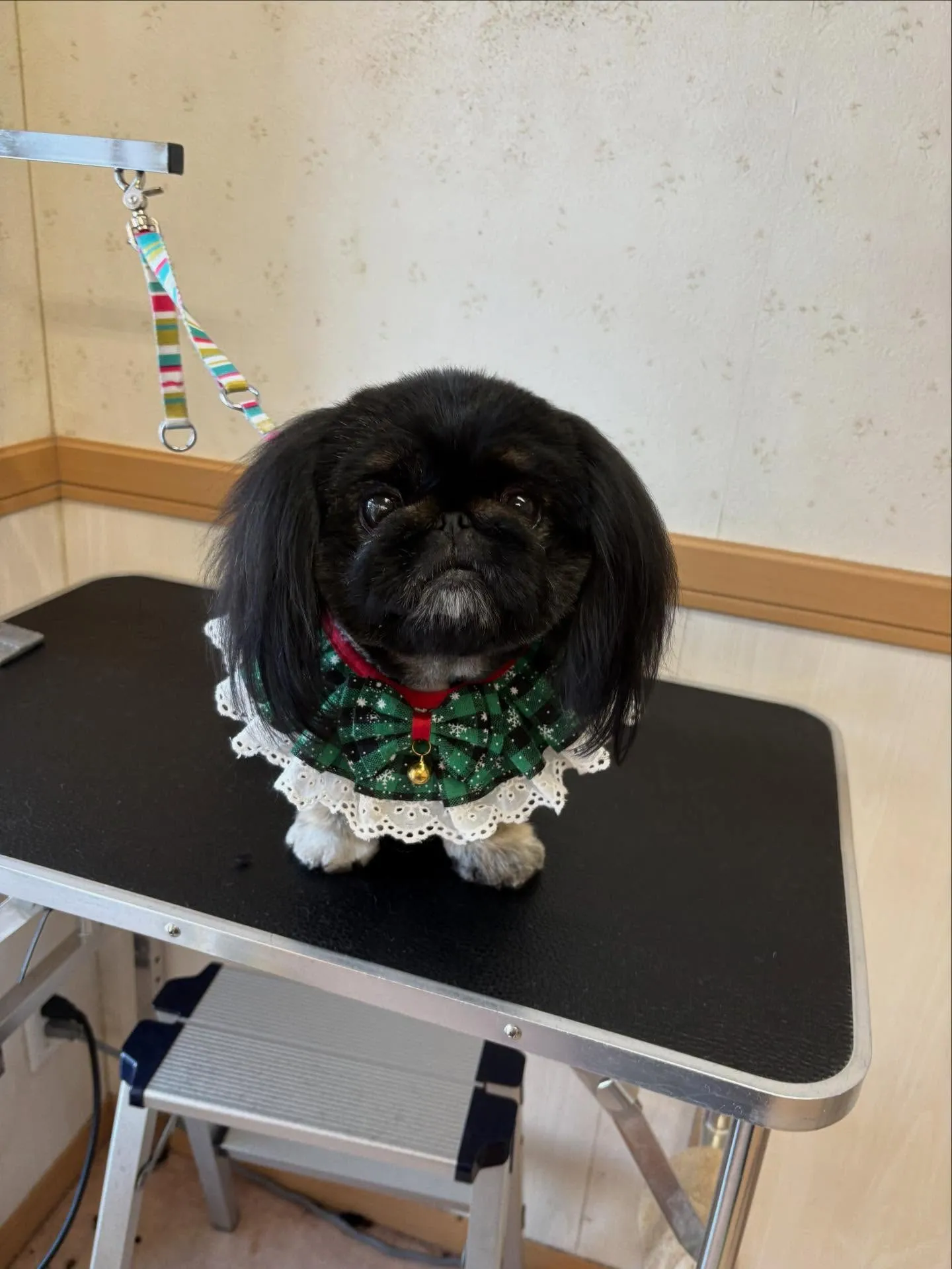 犬のトリミング✂️