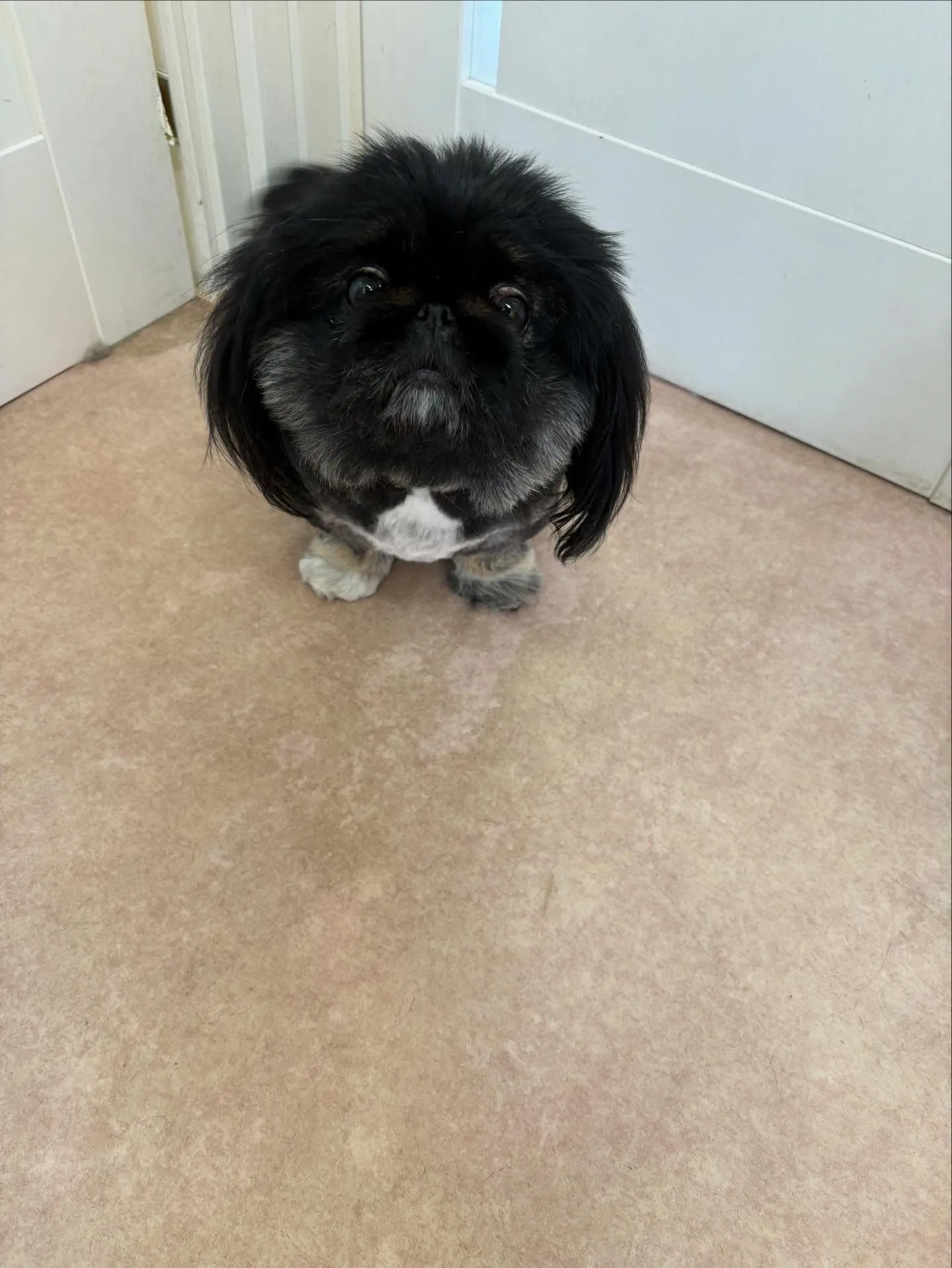 犬のトリミング✂️