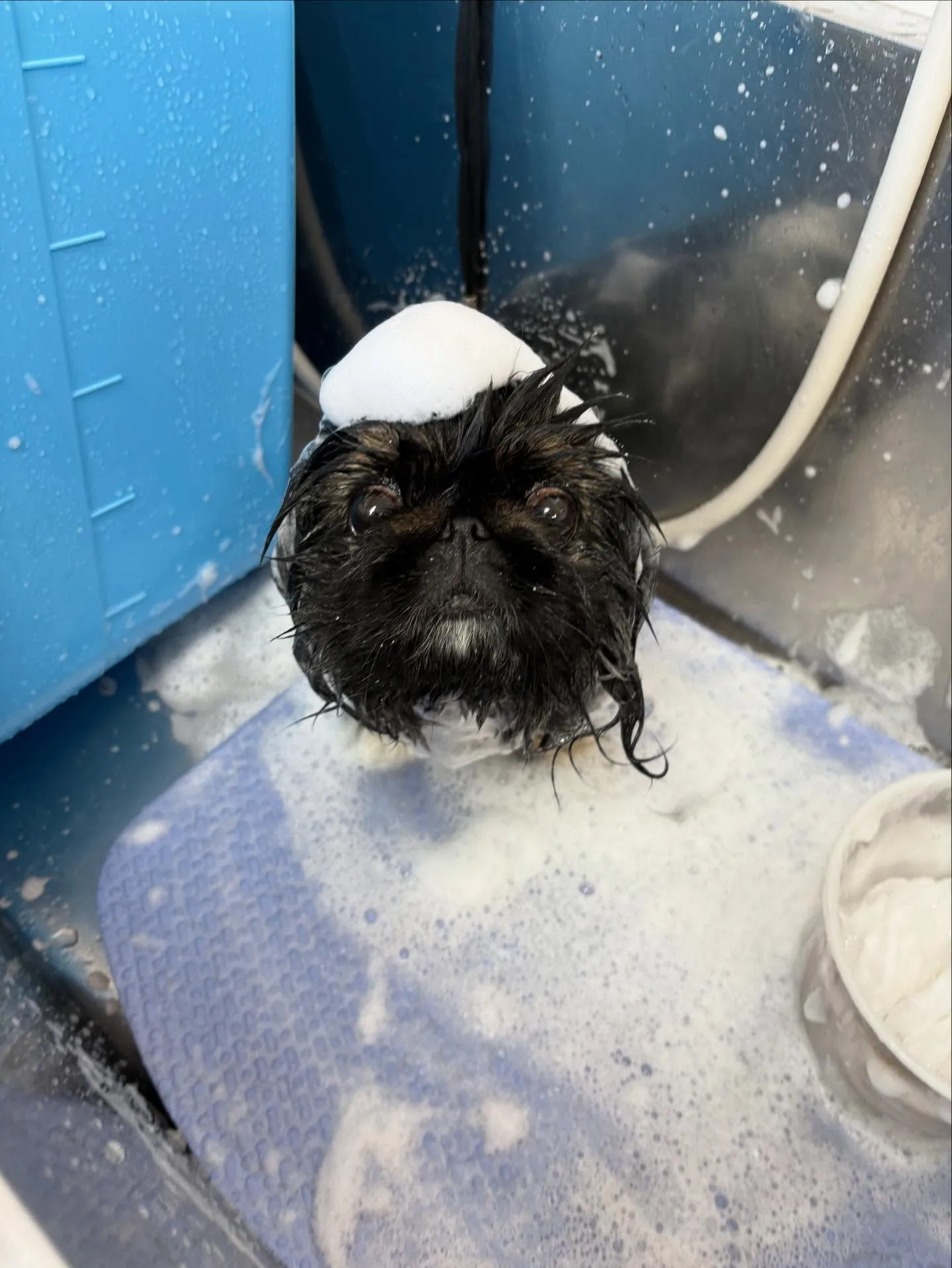 犬のトリミング✂️