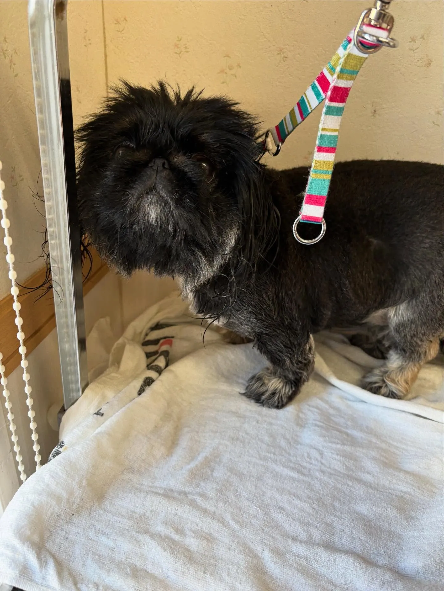 犬のトリミング✂️