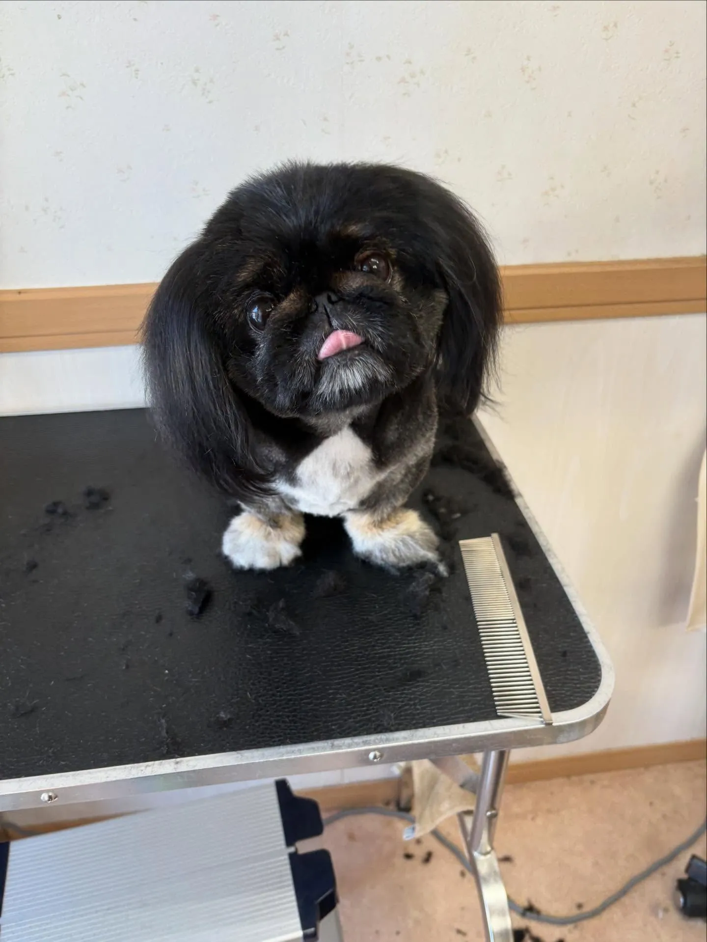 犬のトリミング✂️