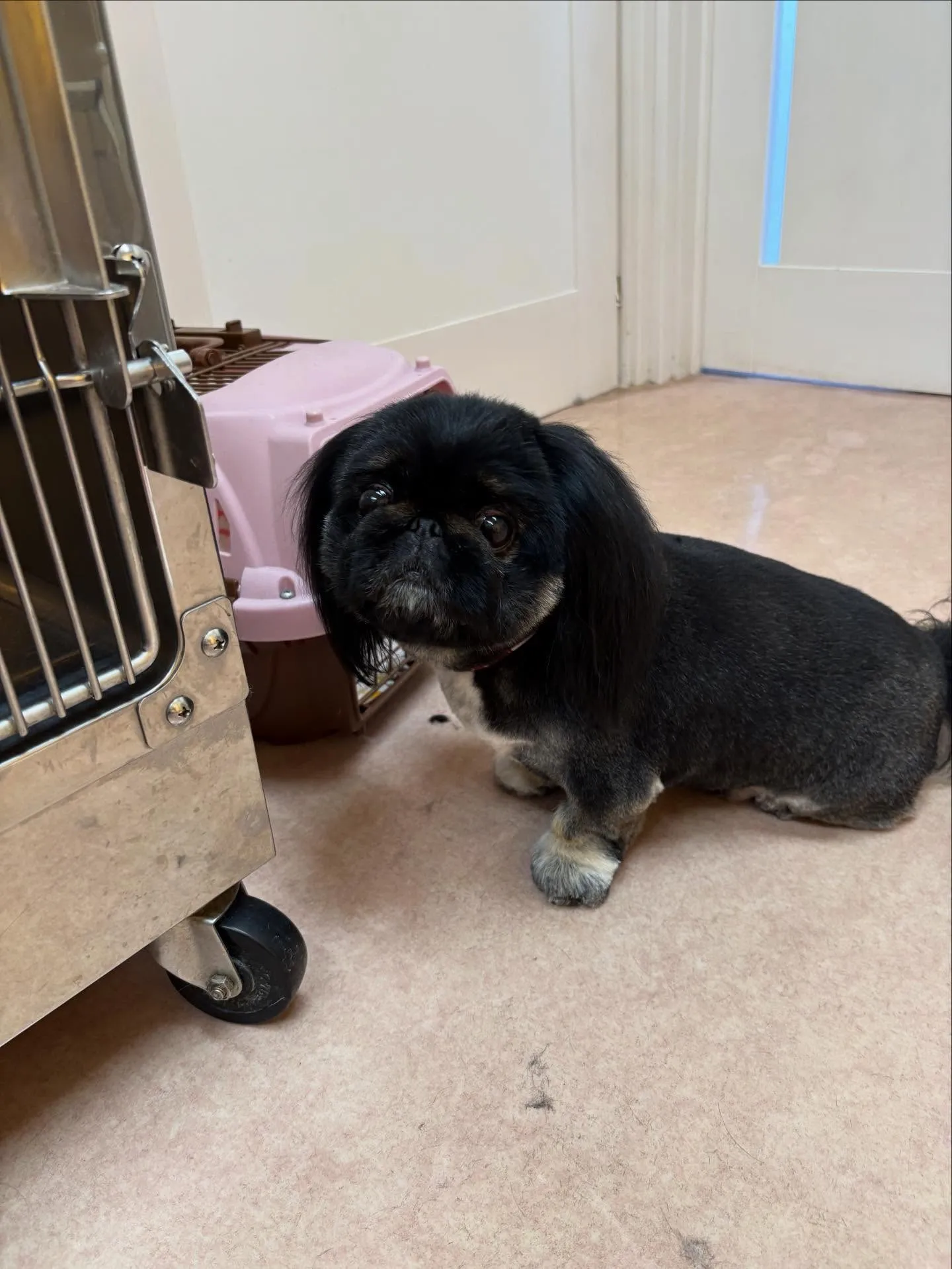 犬のトリミング✂️