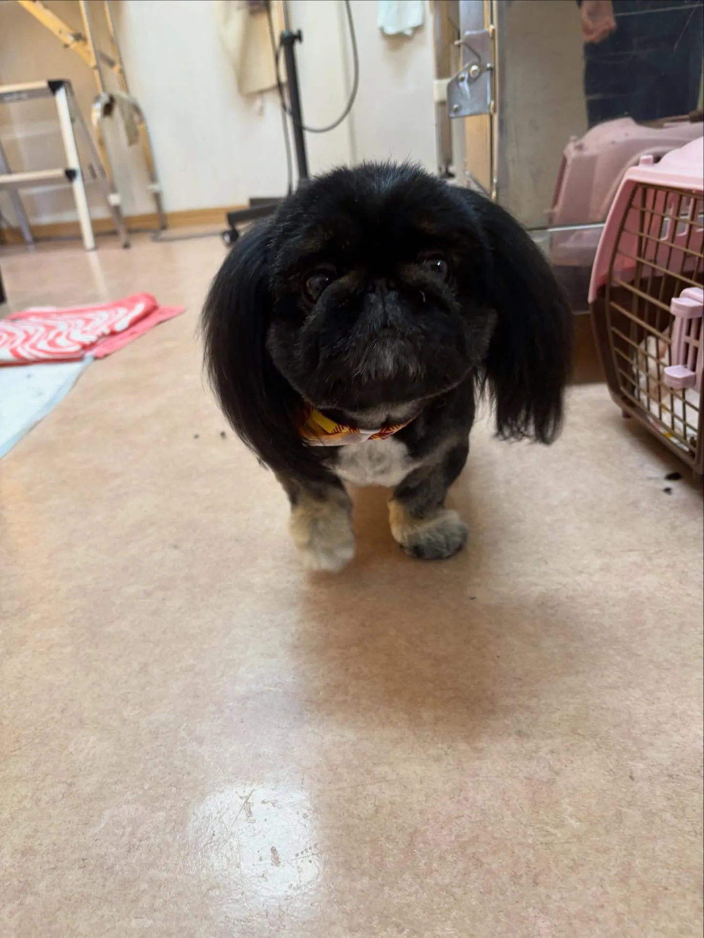 犬のトリミング✂️