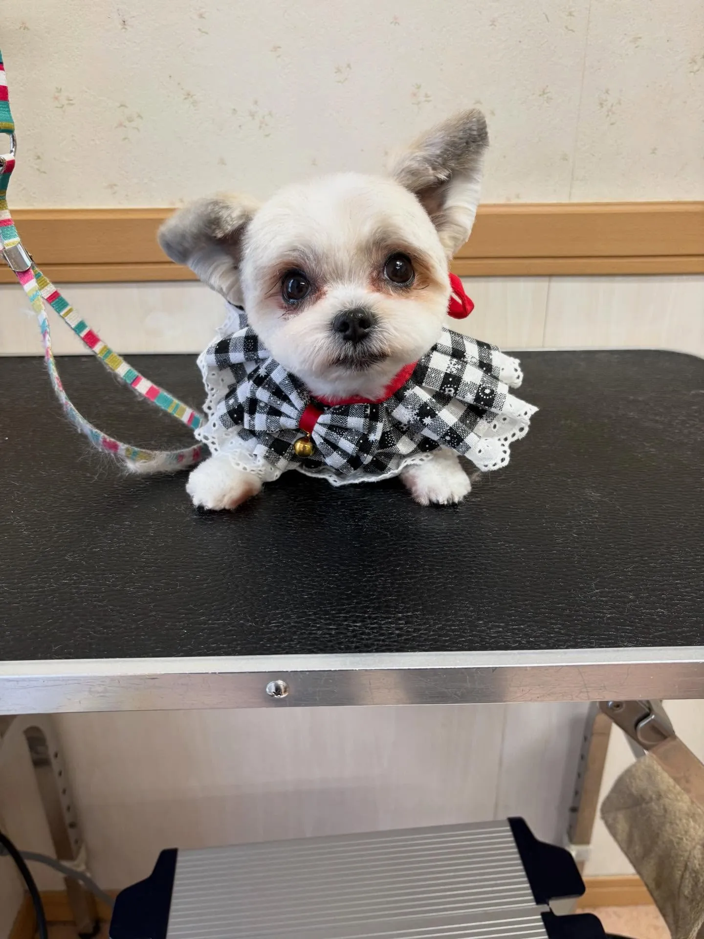 犬のトリミング✂️