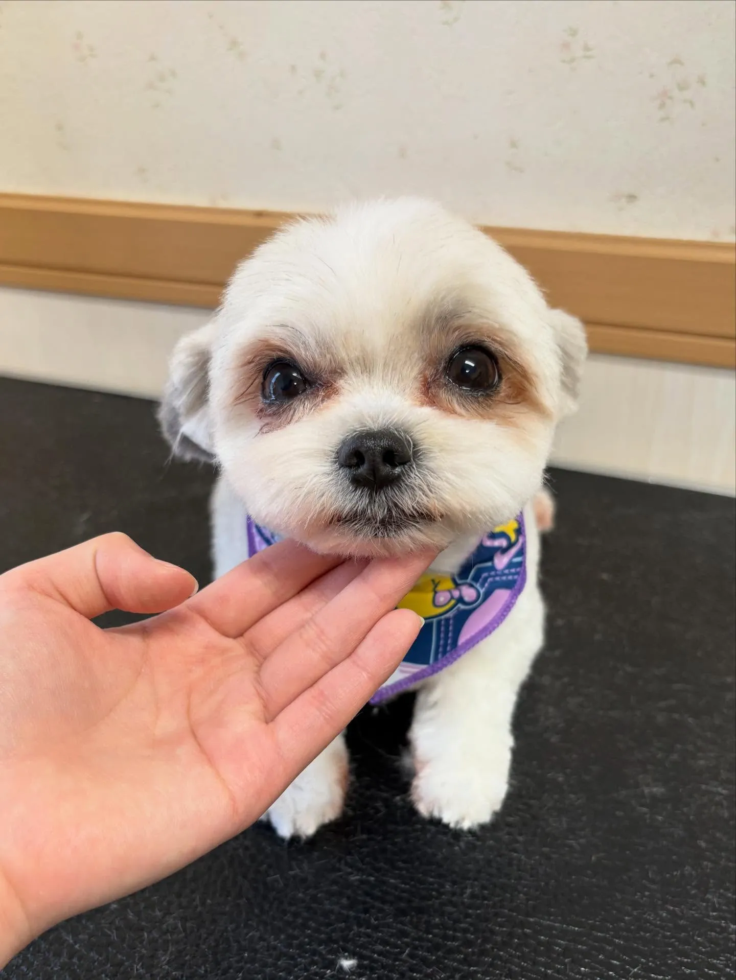 犬のトリミング✂️