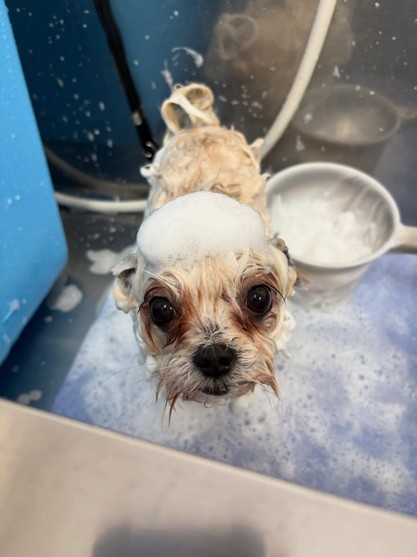 犬のトリミング✂️