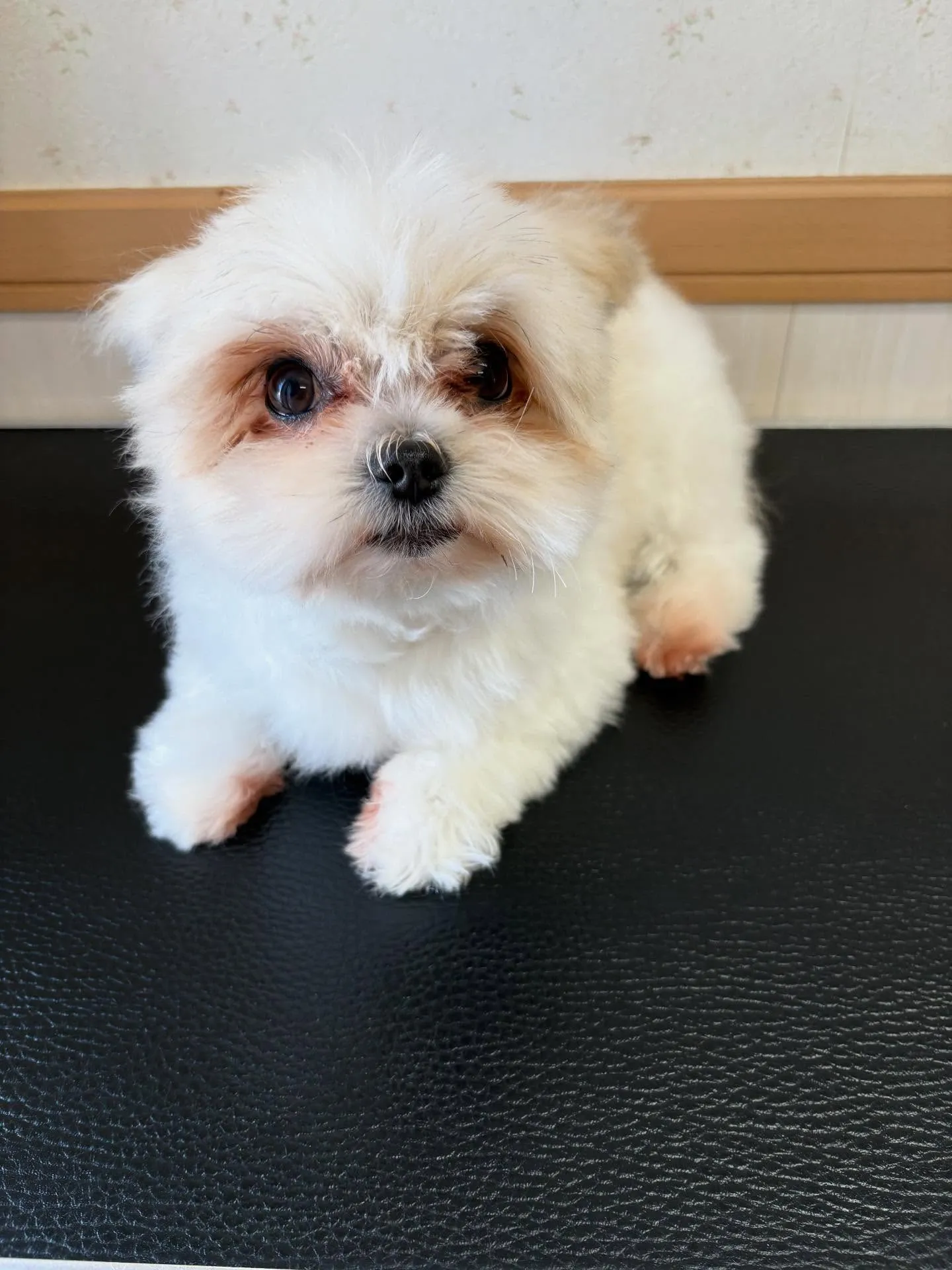 犬のトリミング✂️