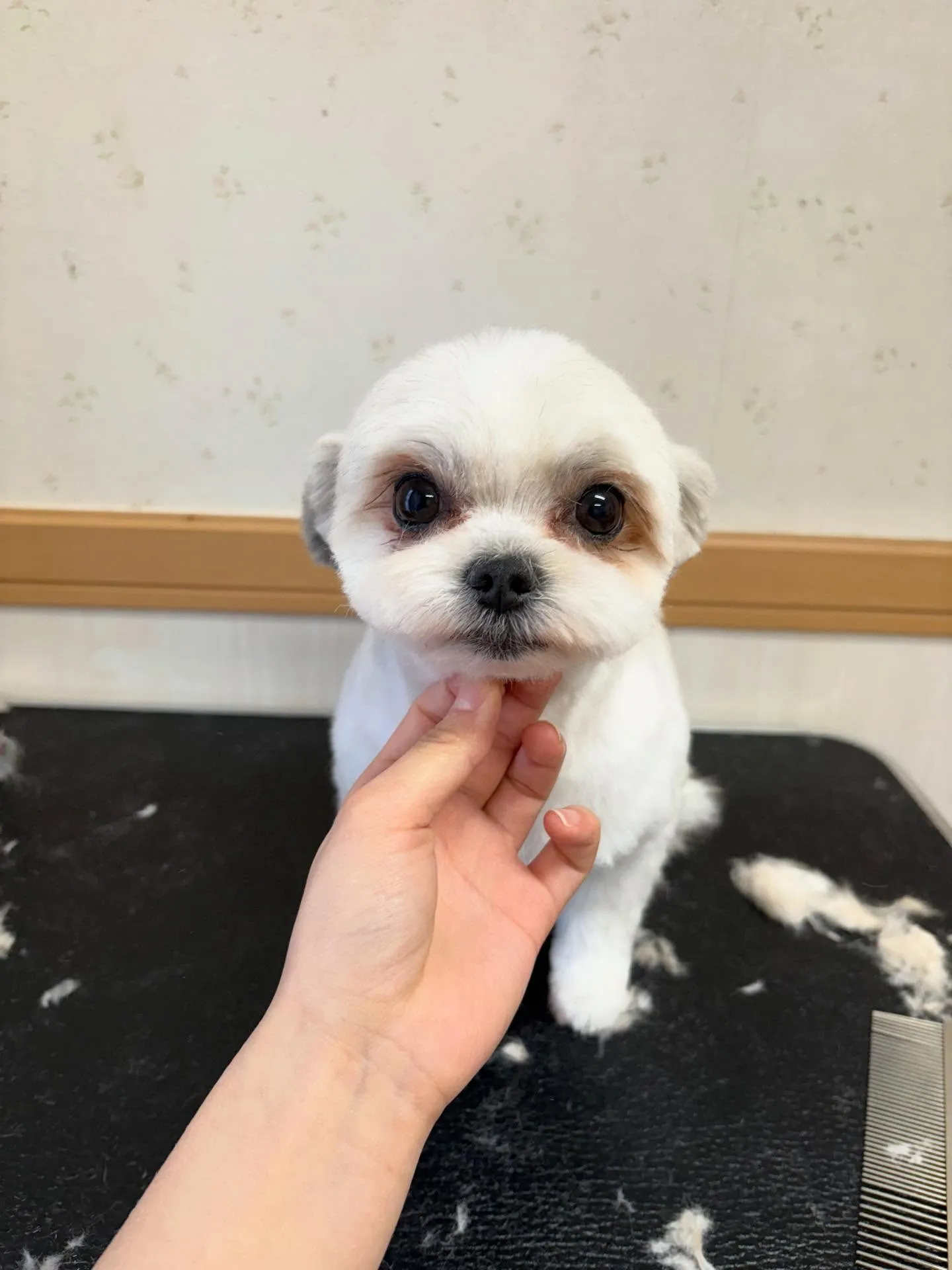 犬のトリミング✂️