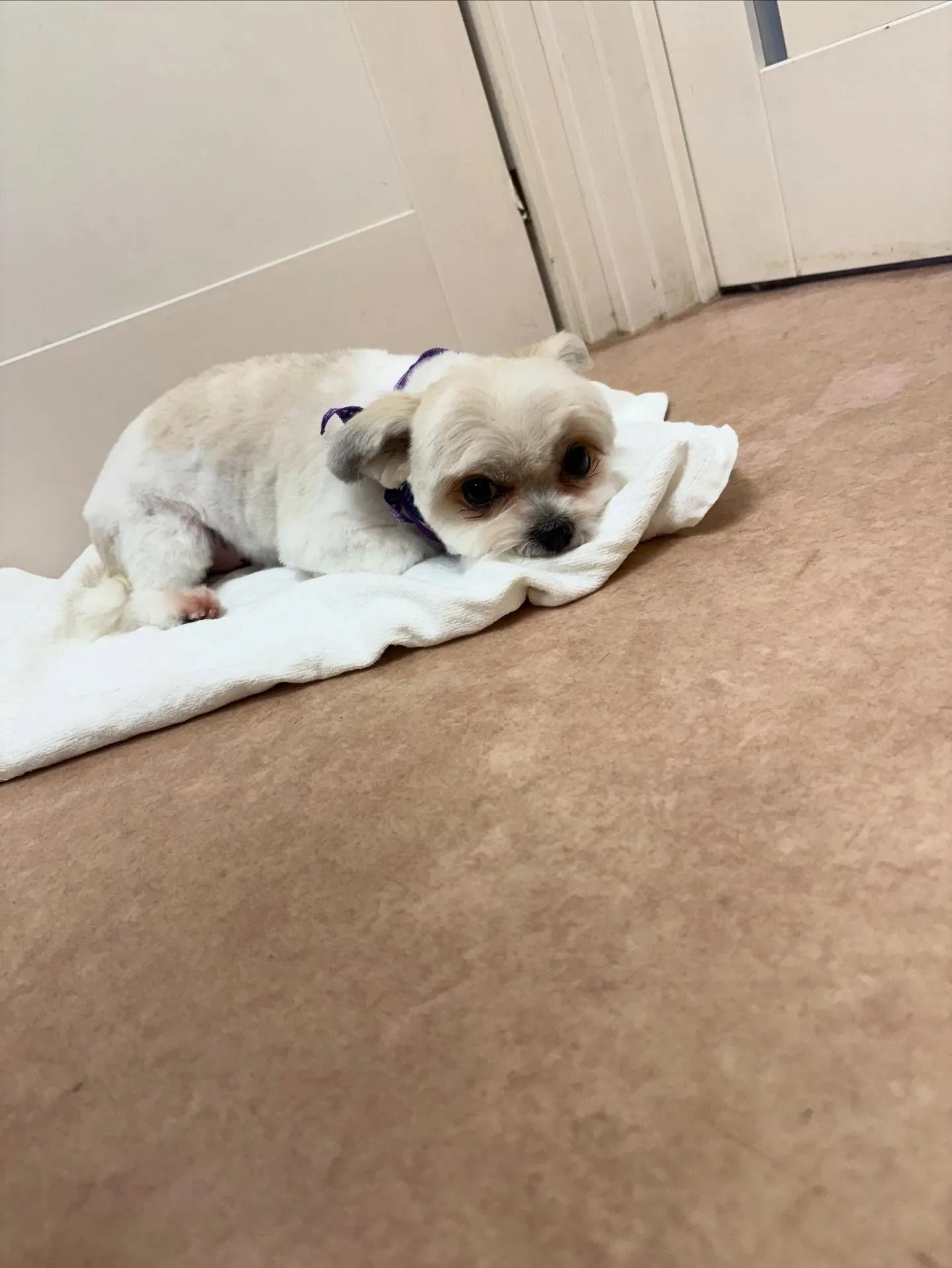 犬のトリミング✂️