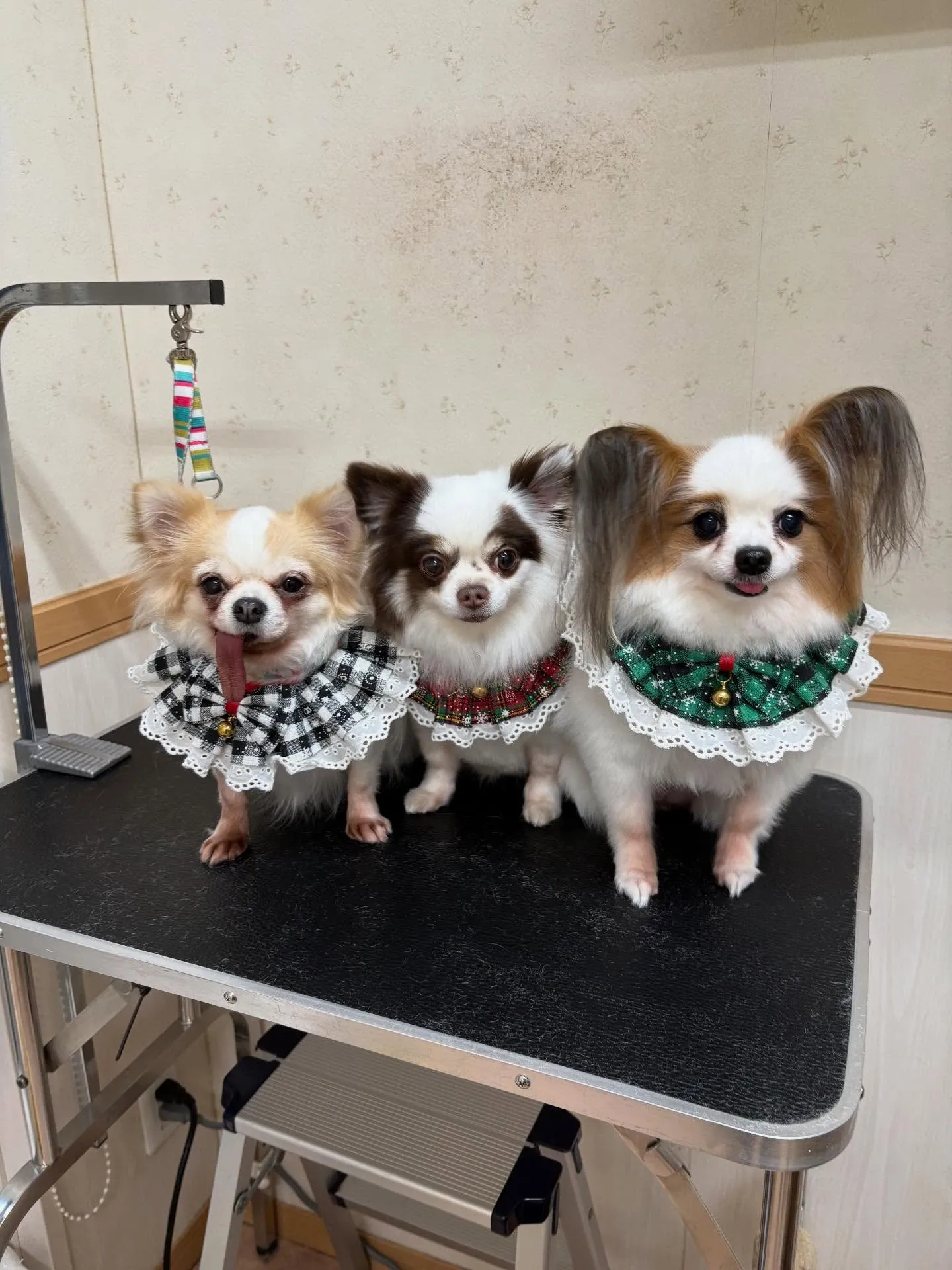 犬のトリミング✂️