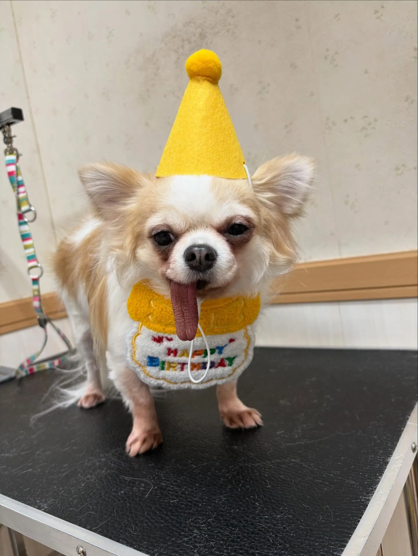 犬のトリミング✂️