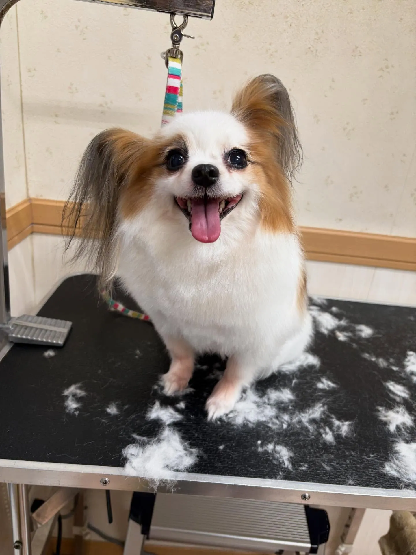 犬のトリミング✂️