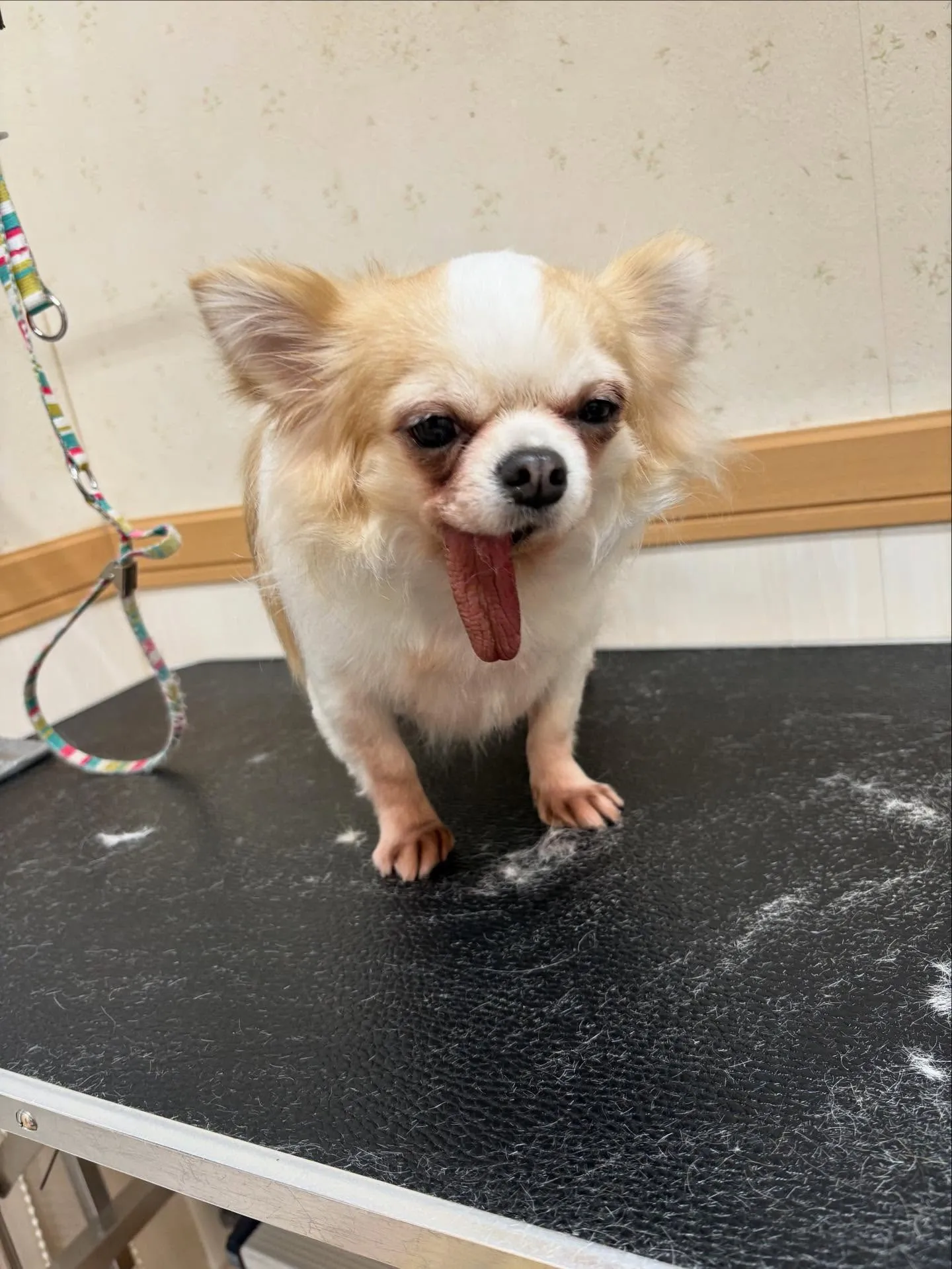 犬のトリミング✂️