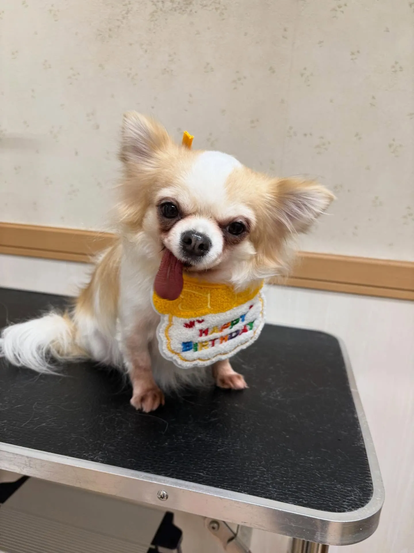 犬のトリミング✂️