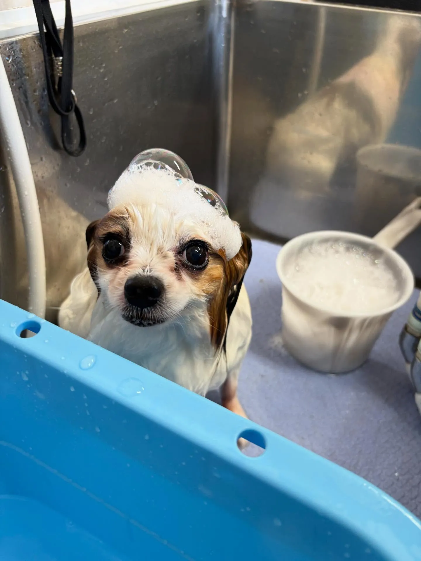 犬のトリミング✂️