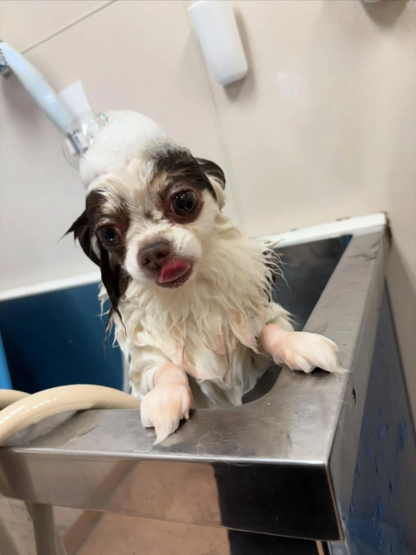 犬のトリミング✂️