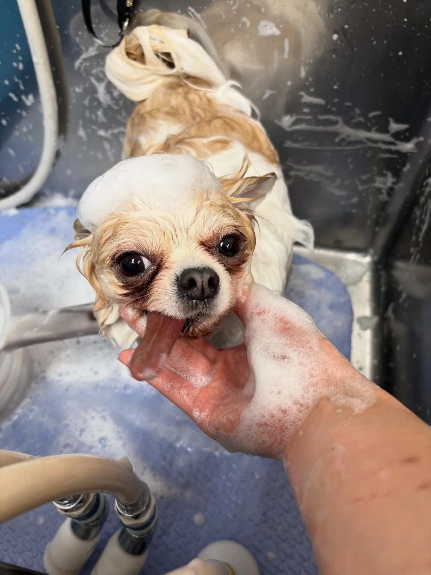 犬のトリミング✂️