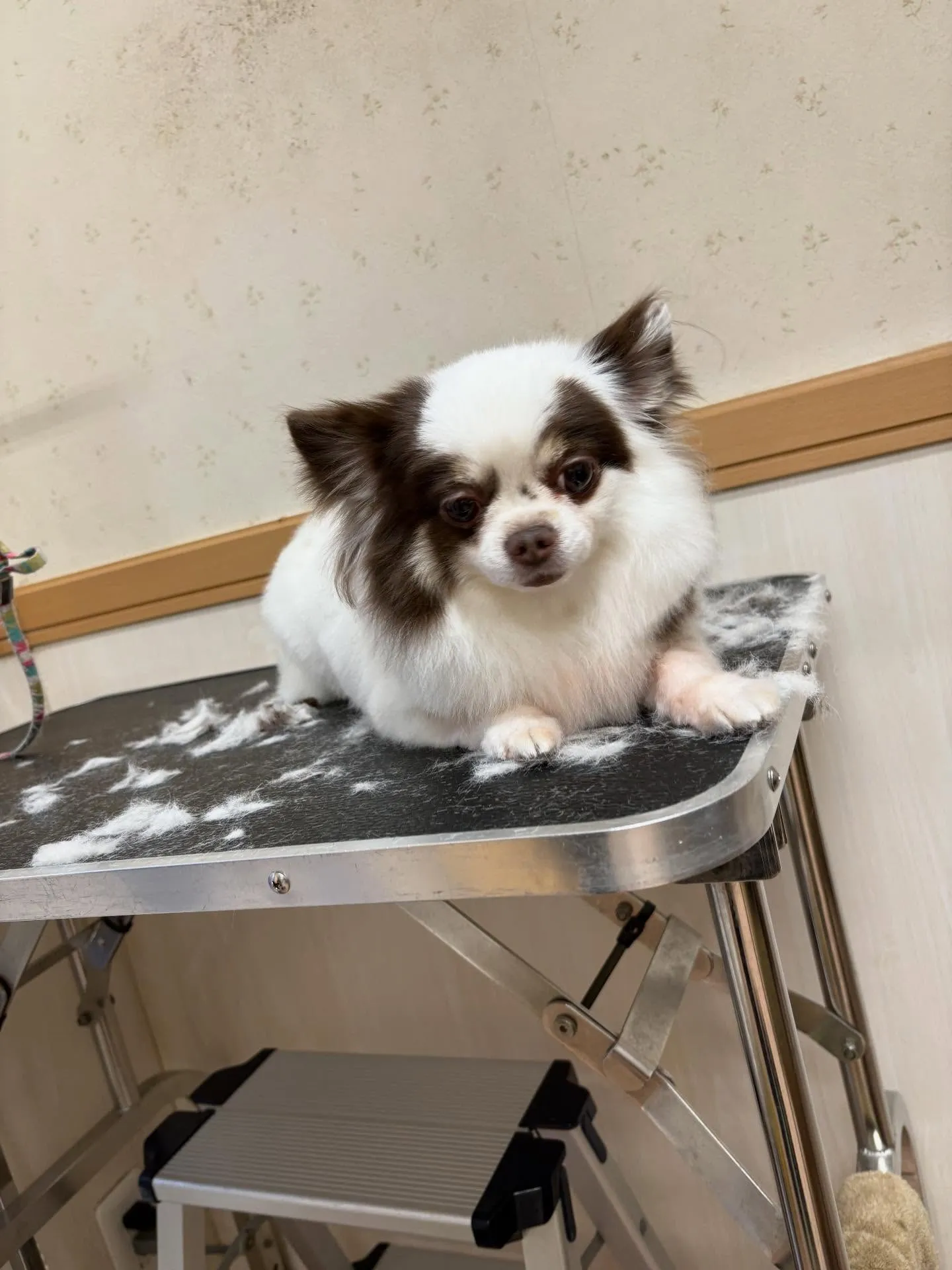 犬のトリミング✂️