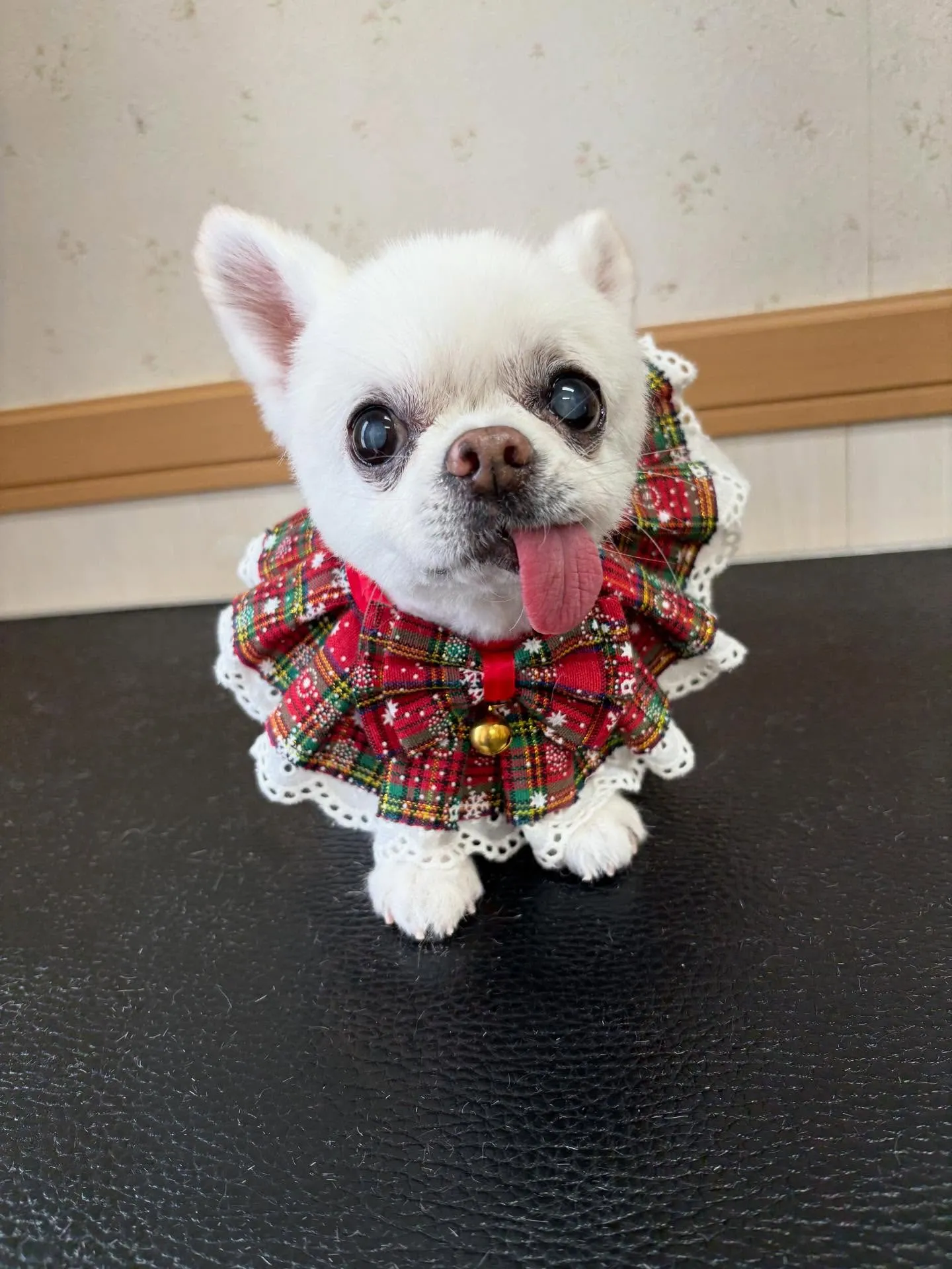 犬のトリミング✂️