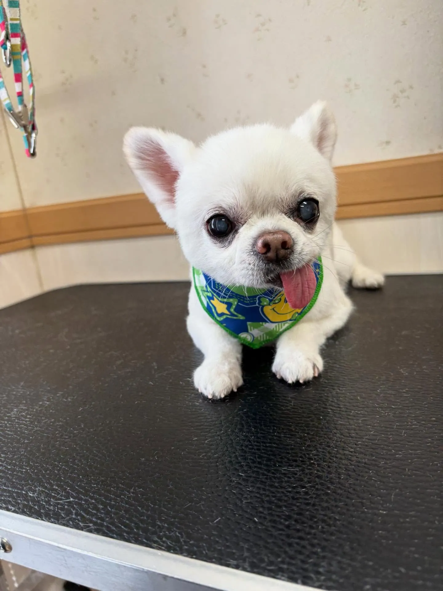 犬のトリミング✂️