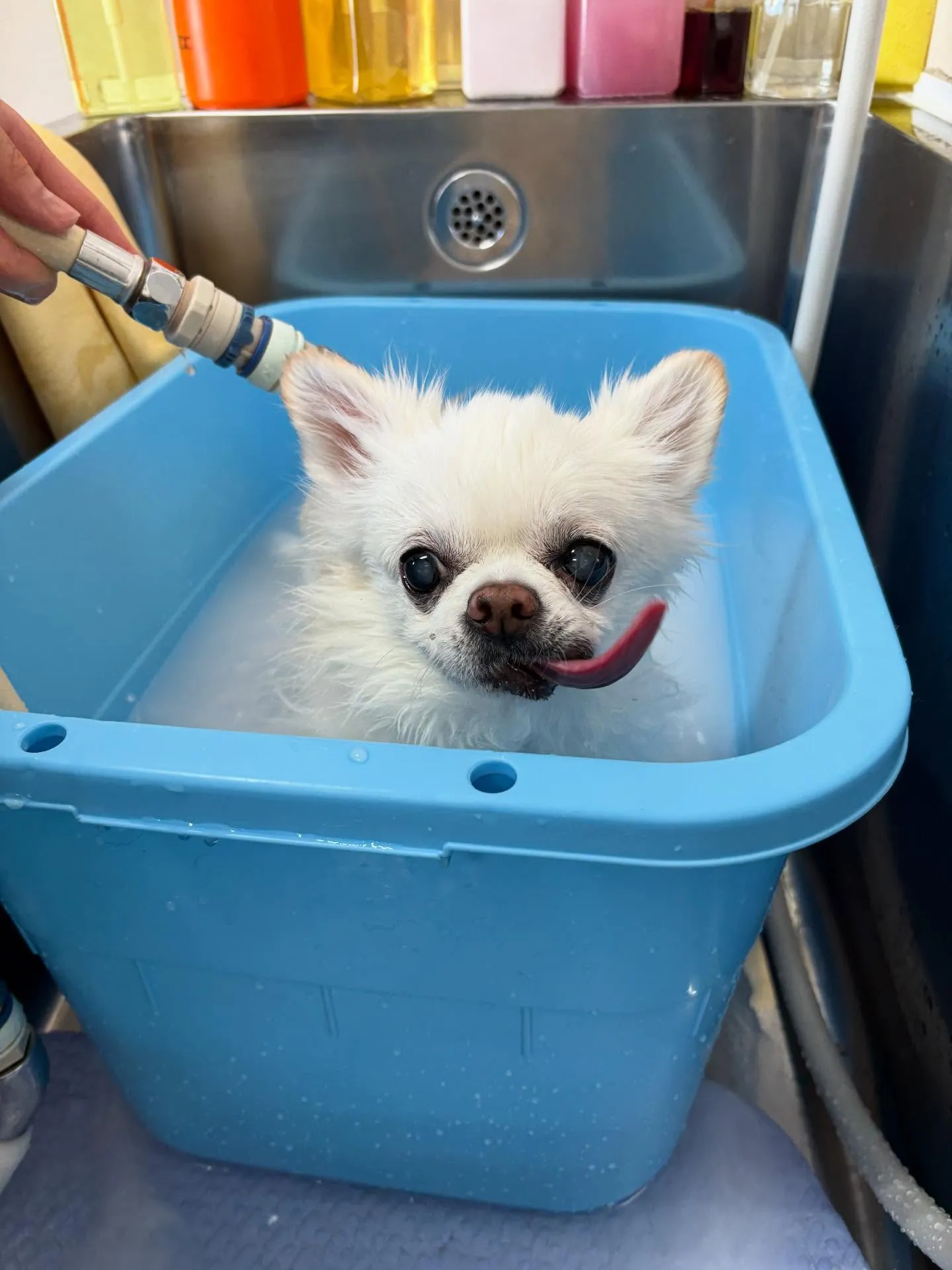 犬のトリミング✂️