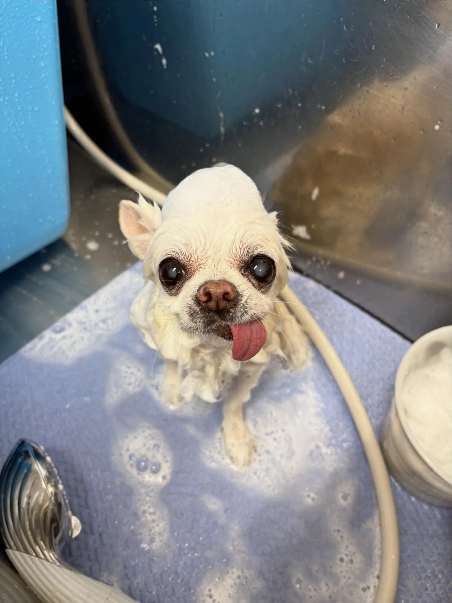 犬のトリミング✂️