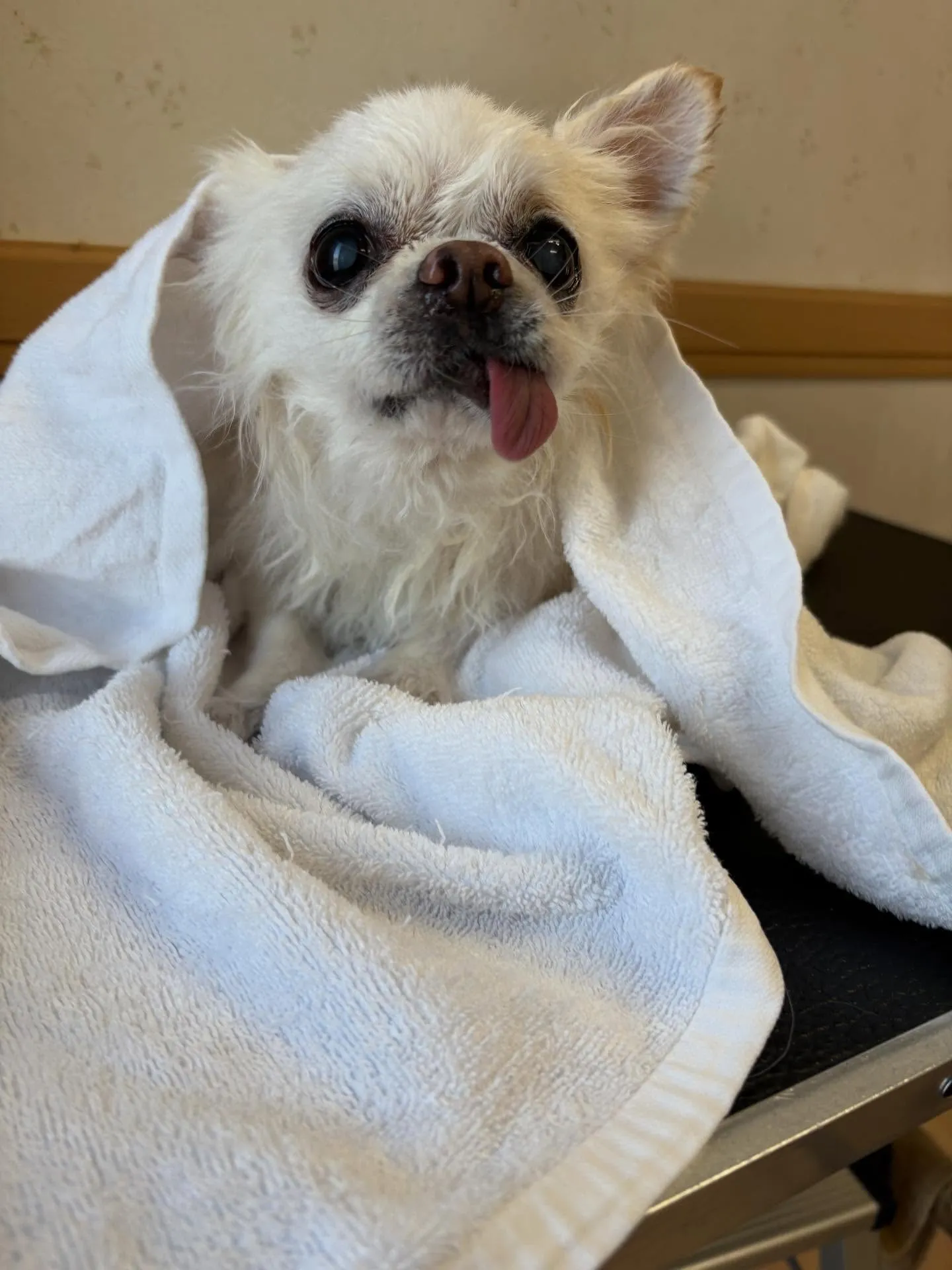 犬のトリミング✂️