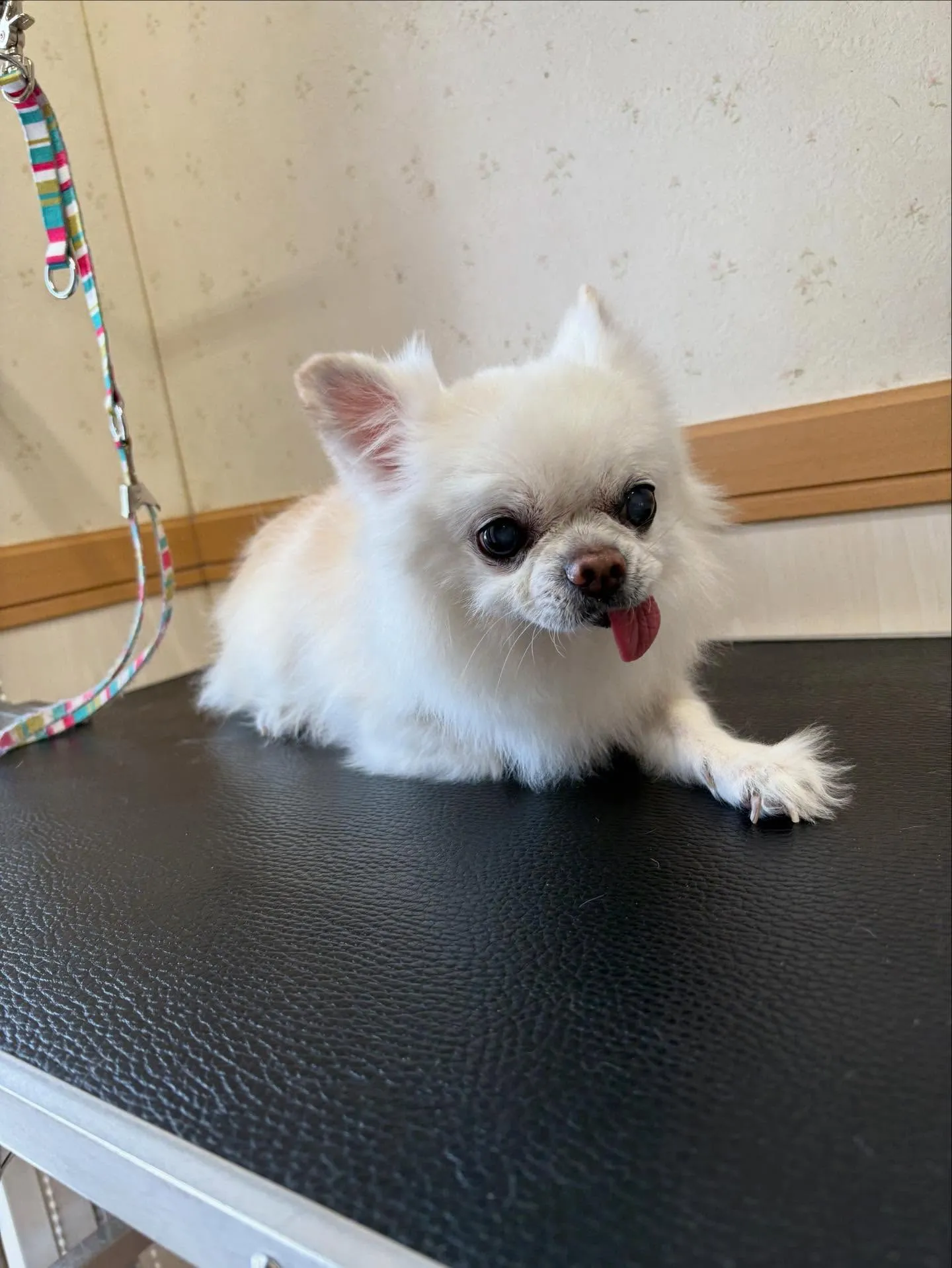 犬のトリミング✂️