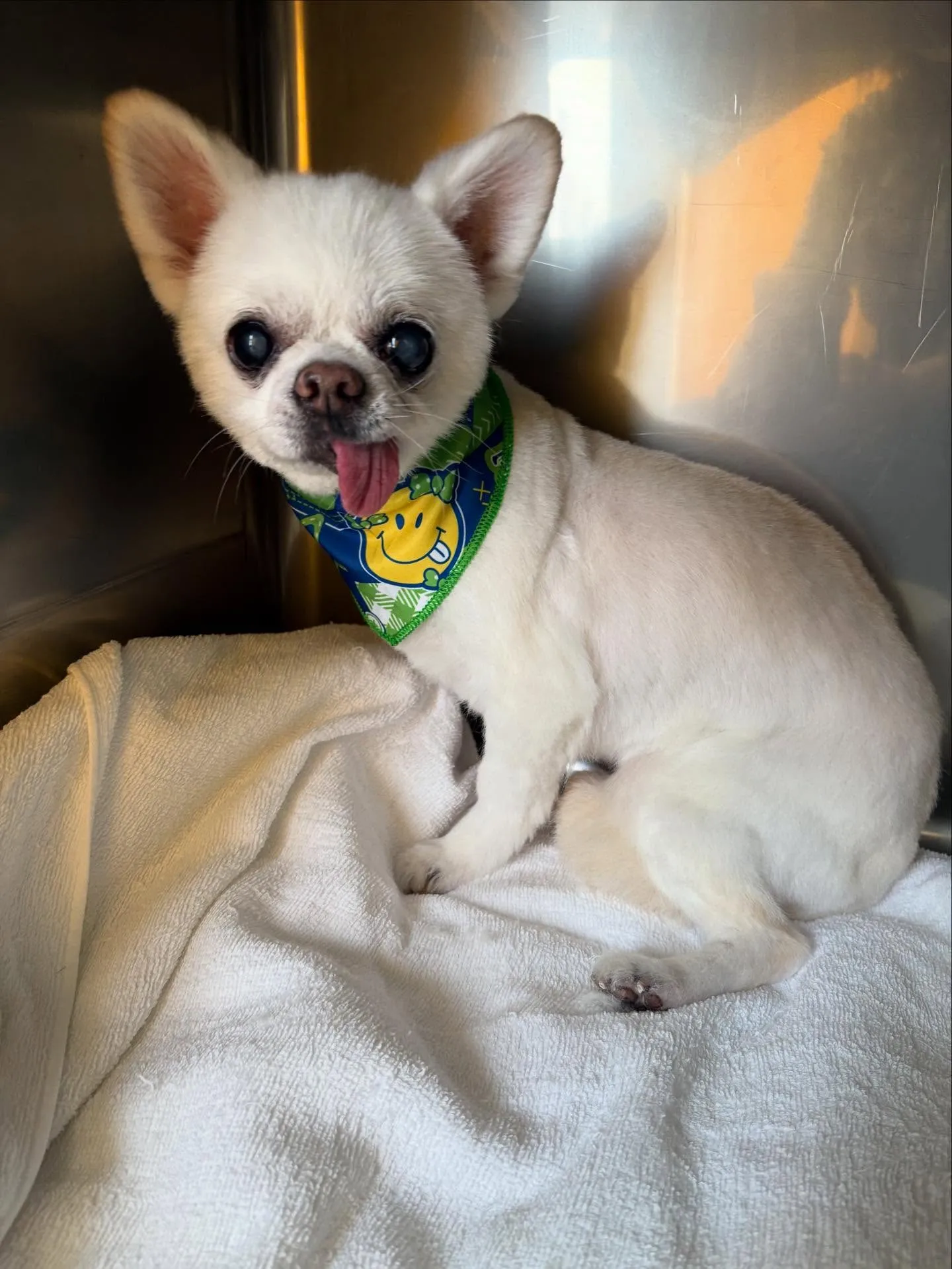 犬のトリミング✂️