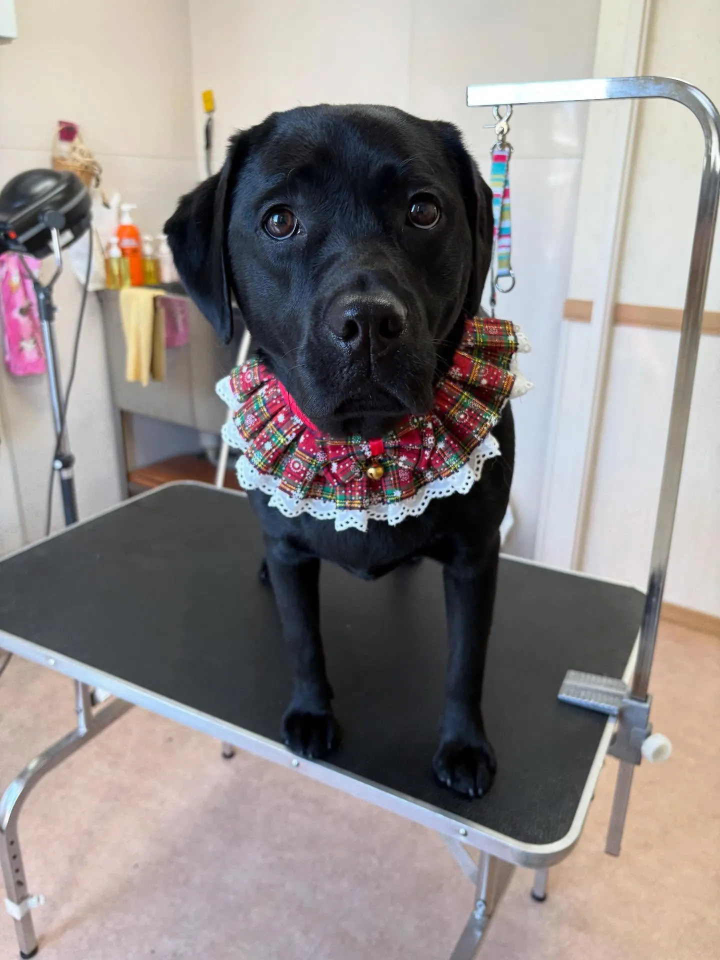 犬のシャンプー🫧