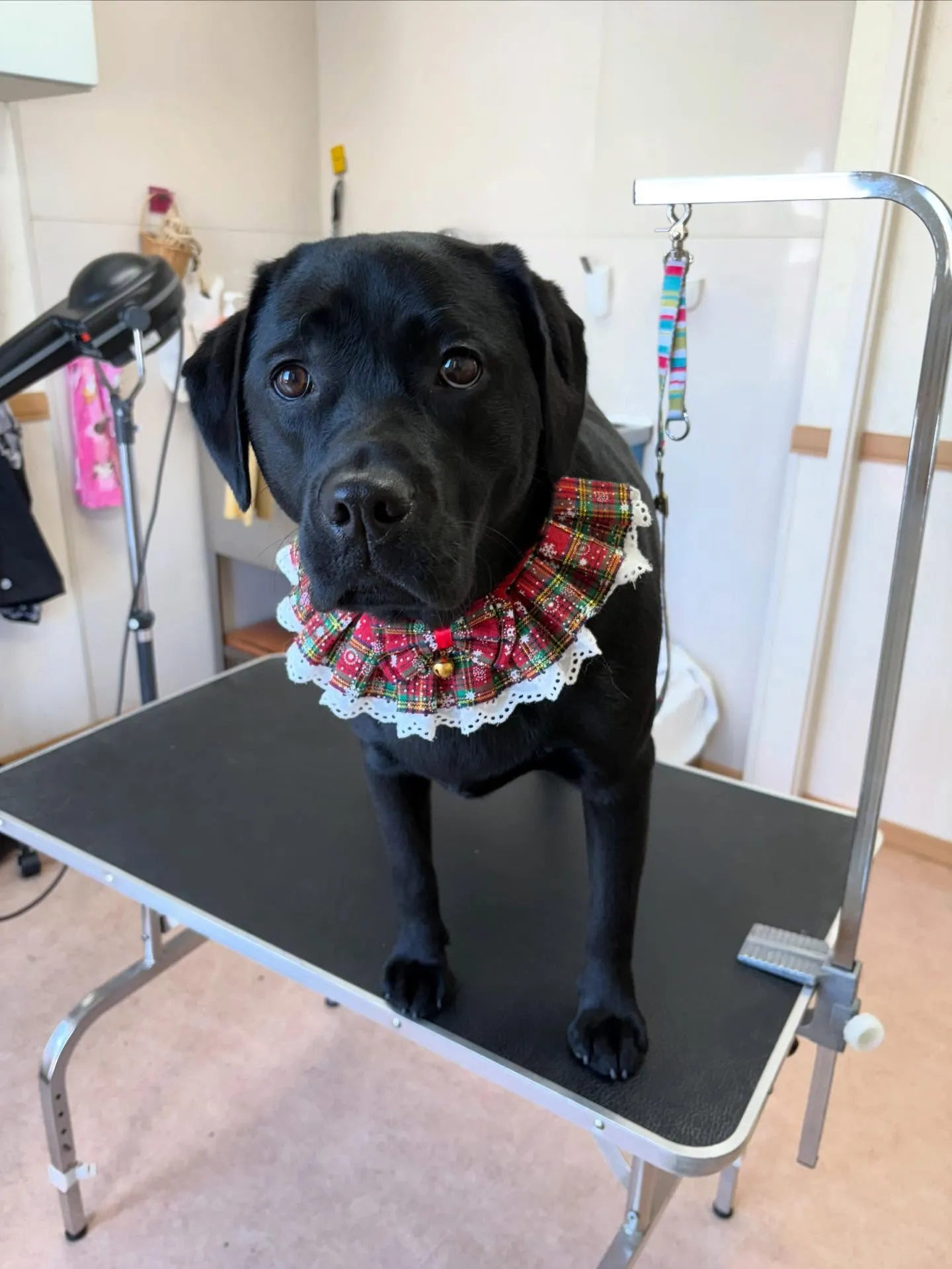 犬のシャンプー🫧