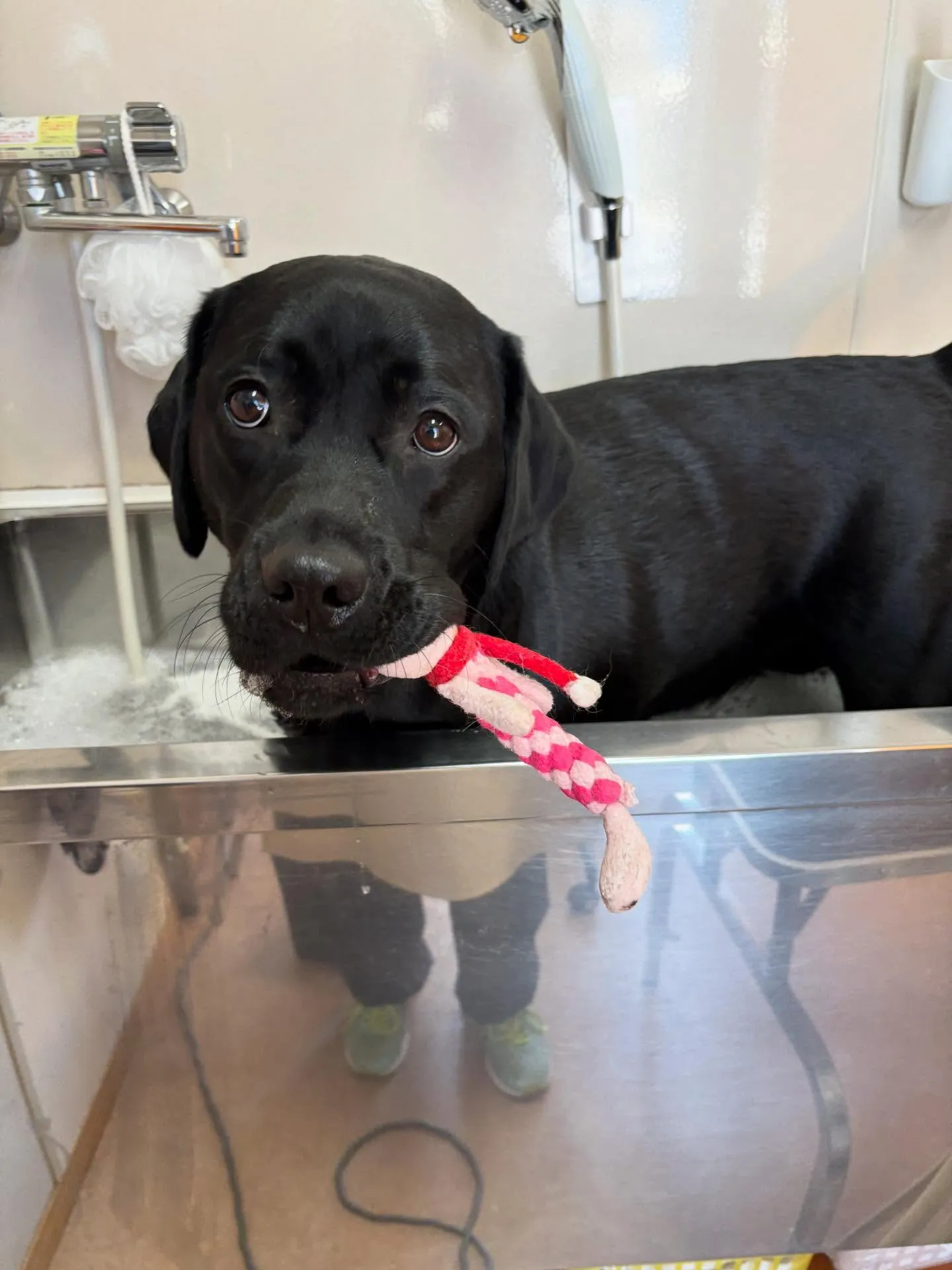 犬のシャンプー🫧