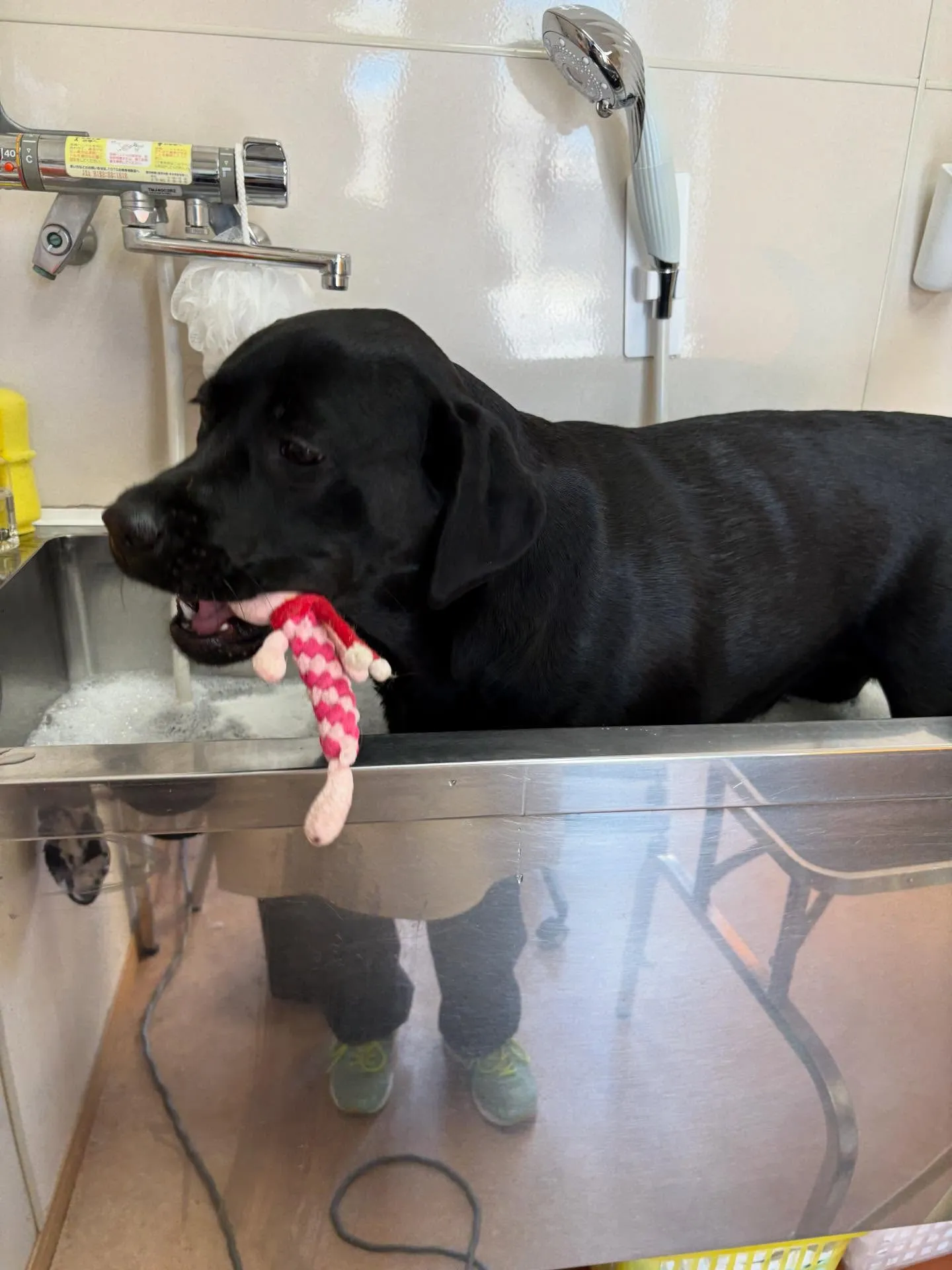 犬のシャンプー🫧