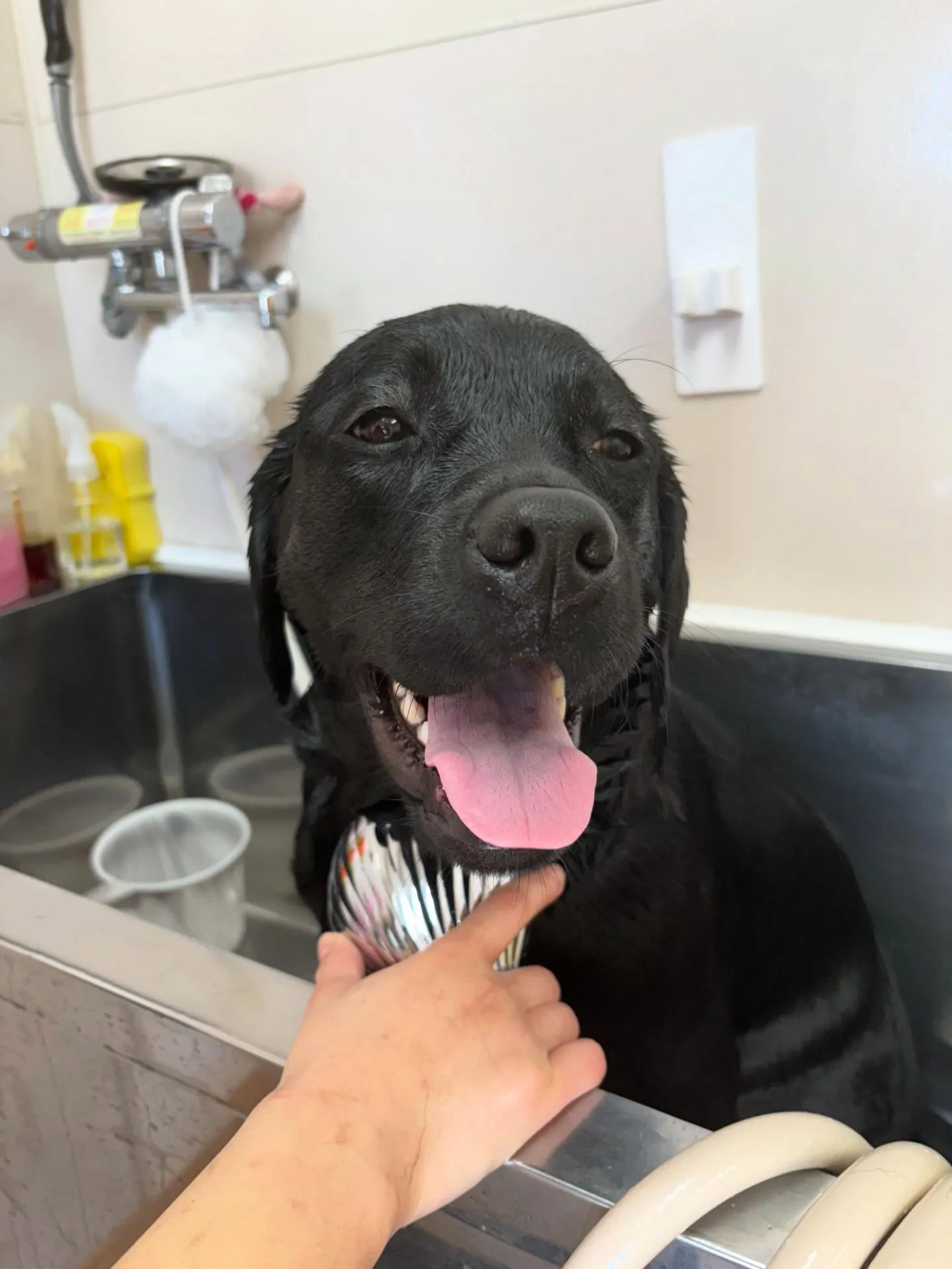 犬のシャンプー🫧