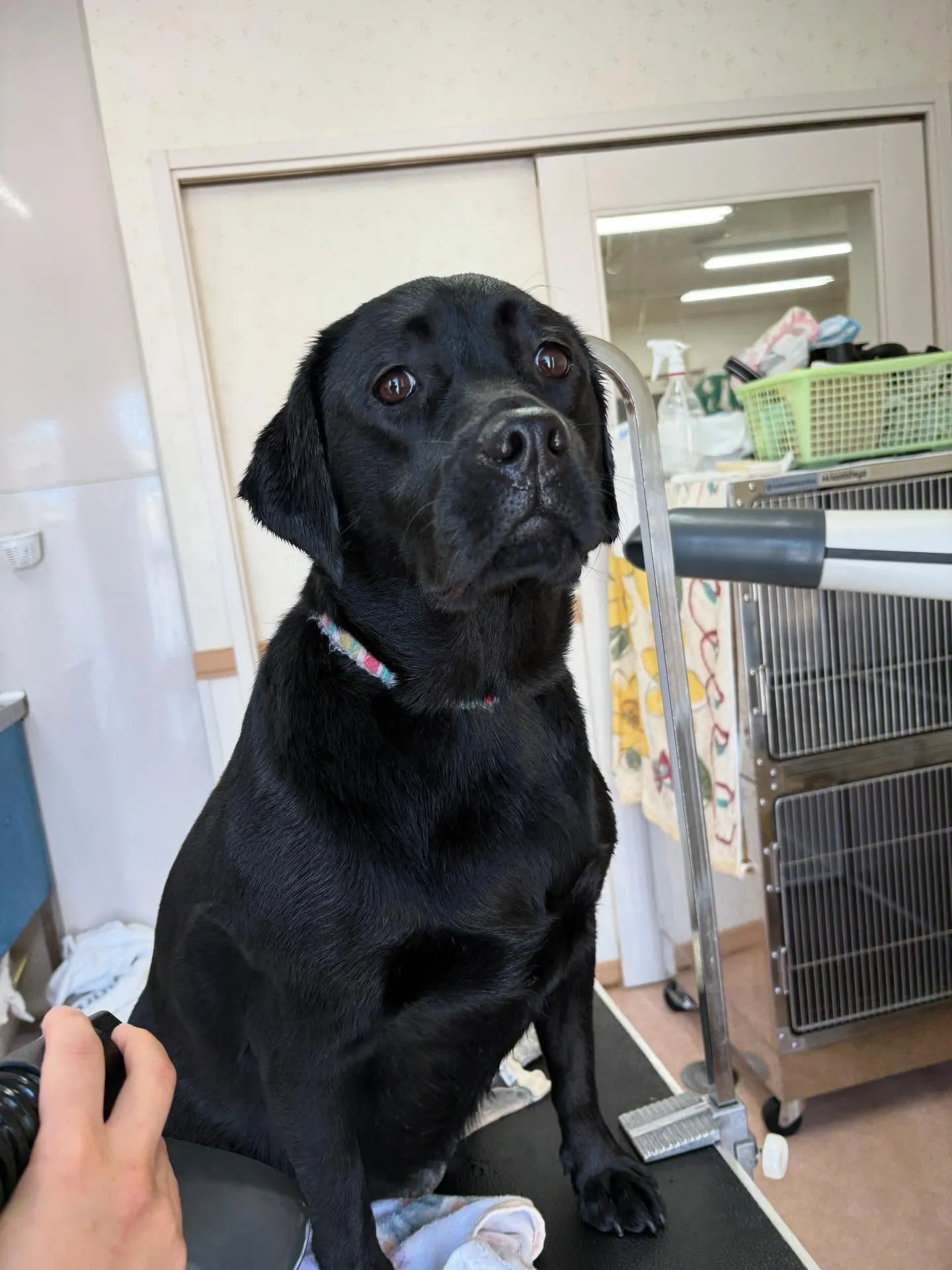 犬のシャンプー🫧