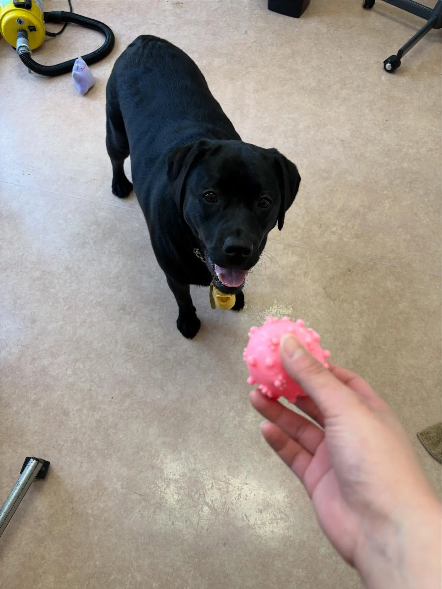 犬のシャンプー🫧