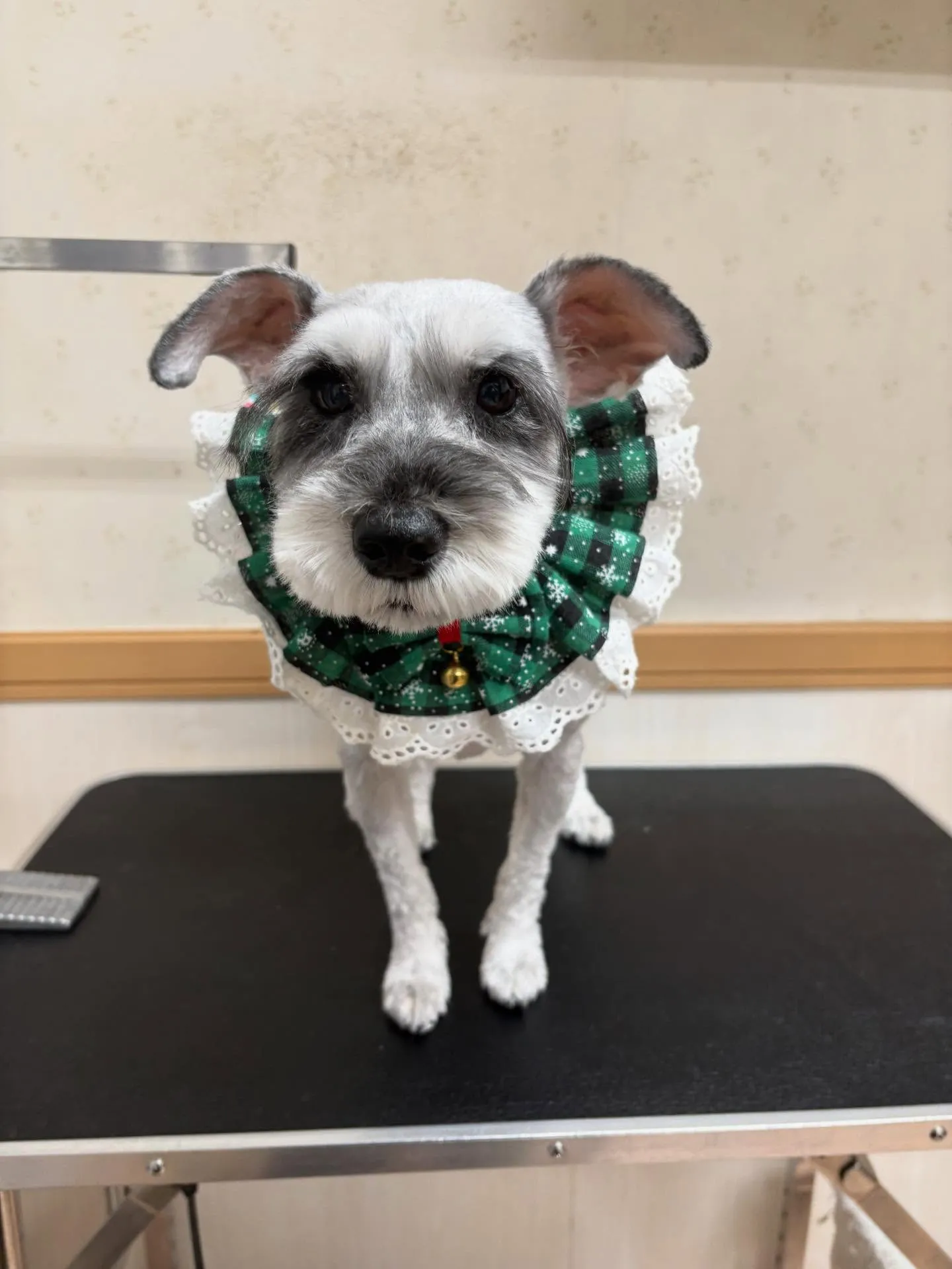 犬のトリミング✂️