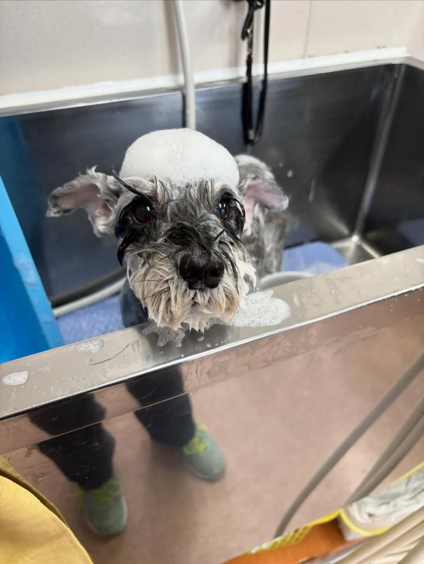 犬のトリミング✂️